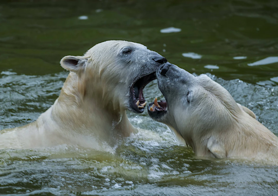 Eisbärin Tonja (l.) und ihre Tochter Hertha in der Tierpark-Eisbärenanlage. Vater Wolodja ist derzeit in einem Zoo in den Niederlanden, wo er für Nachwuchs sorgen soll.
