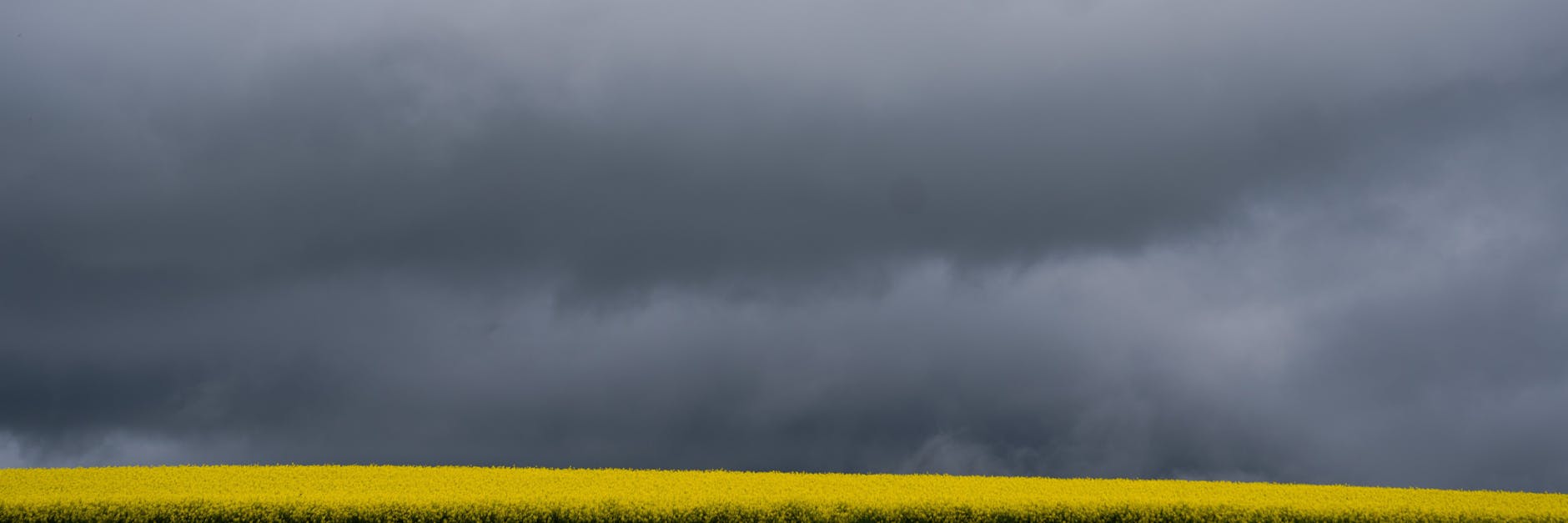 Dunkle Wolken über einem Rapsfeld: Die Aussichten bleiben durchwachsen.