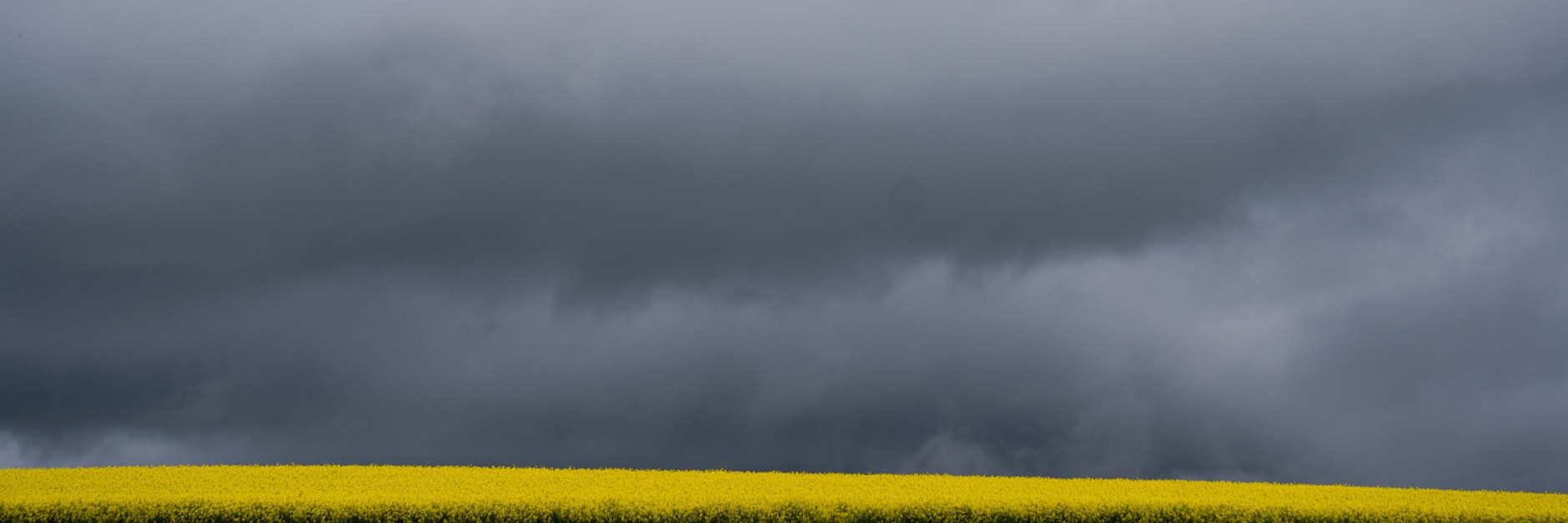 Dunkle Wolken über einem Rapsfeld: Die Aussichten bleiben durchwachsen.