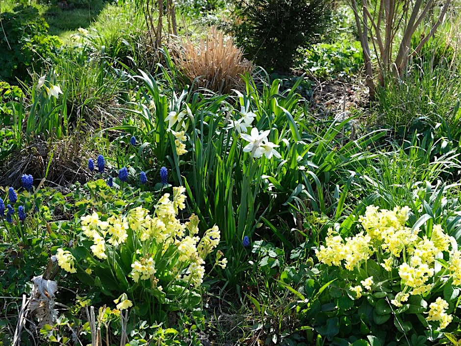 Frühlingsboten dicht an dicht: ein blühfrischer Garten-Schnappschuss unseres Kolumnisten.