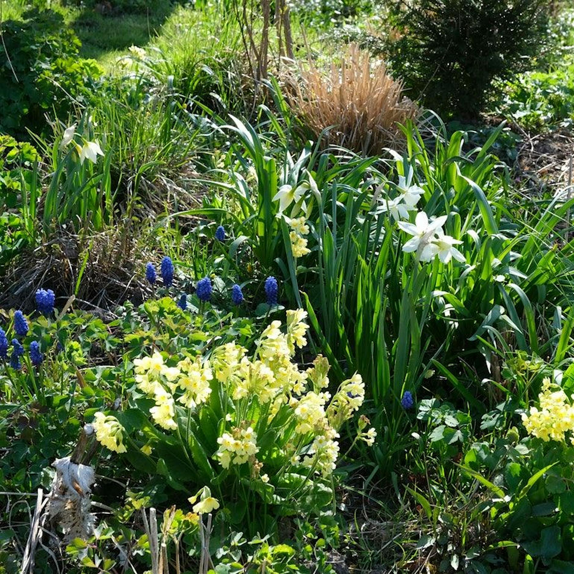 Schönes für den Schatten: Was an schwierigen Stellen verlässlich grünt