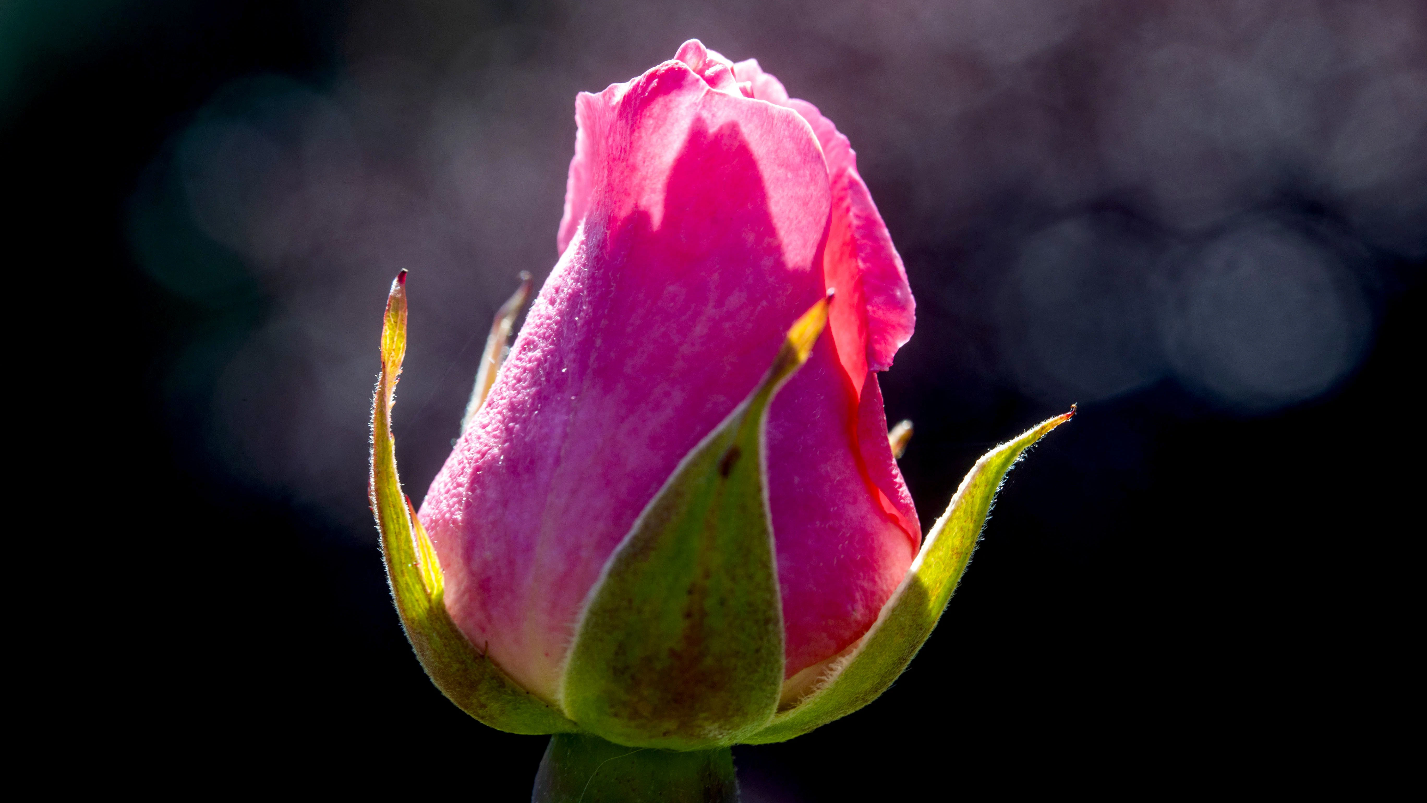 Damit eine Rose sich gut entfalten kann, braucht sie einen geeigneten Standort sowie einen Untergrund mit genügend Tiefe.&nbsp;
