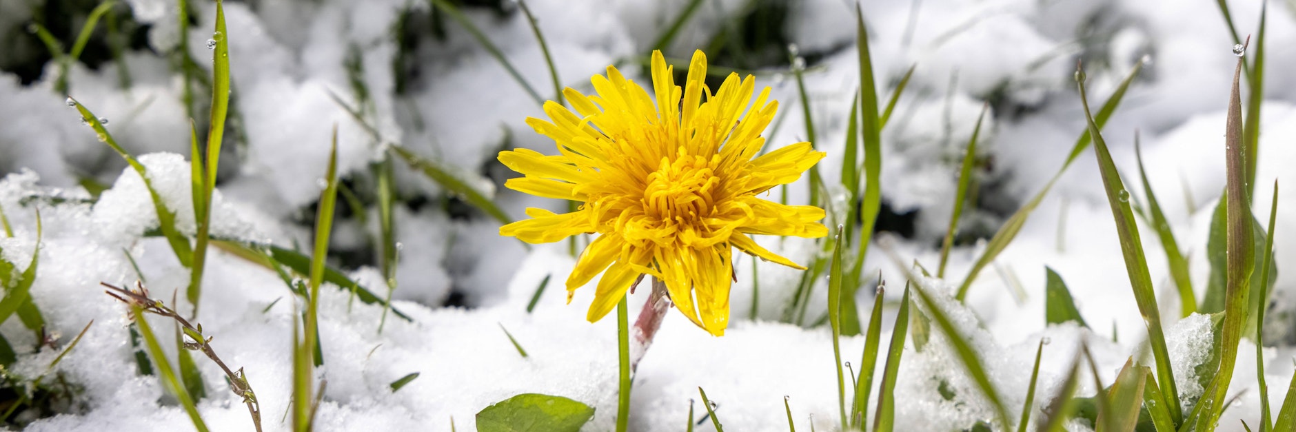 Schnee im Mai: Das blüht nun im Gebirge, doch eine mächtige Hitzewelle könnte zu Monatsbeginn über die Alpen rollen.