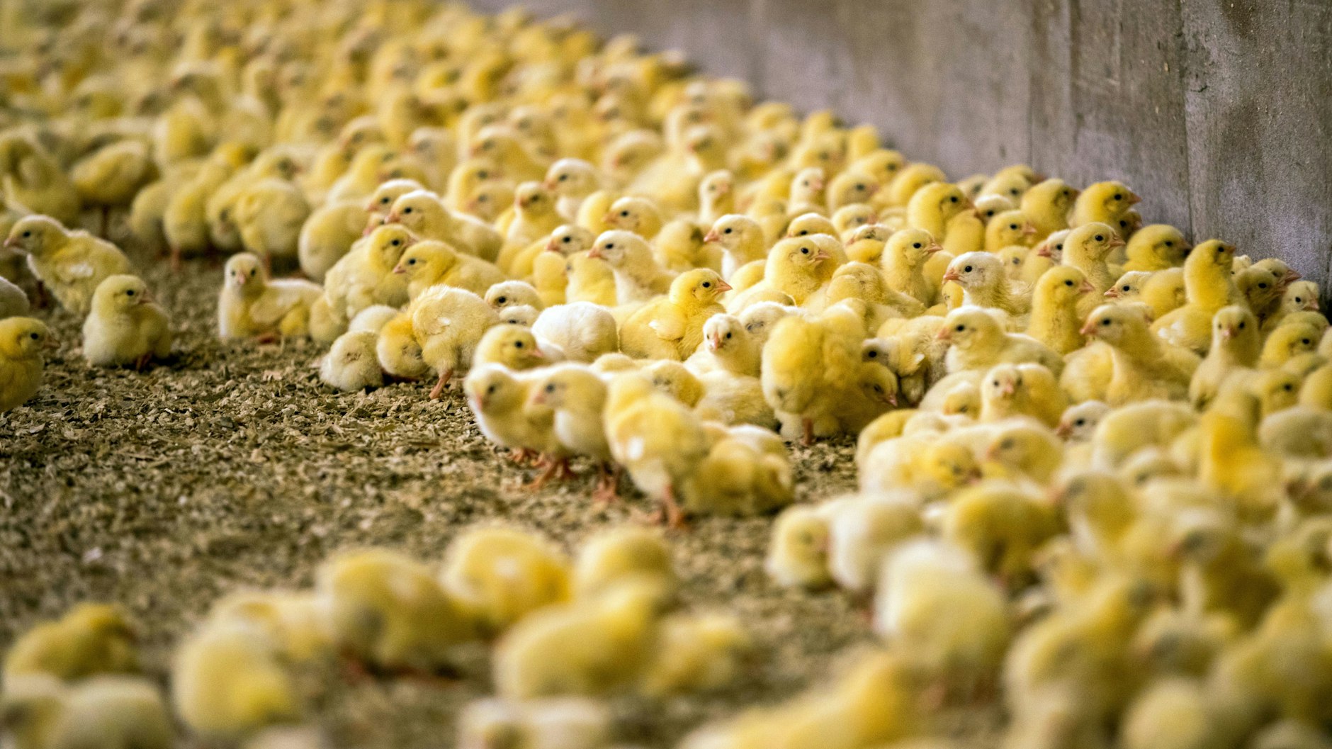 Der Bundestag will das Verbot des massenhaften Kükentötens in der Legehennenhaltung ab Anfang 2022 beschließen.