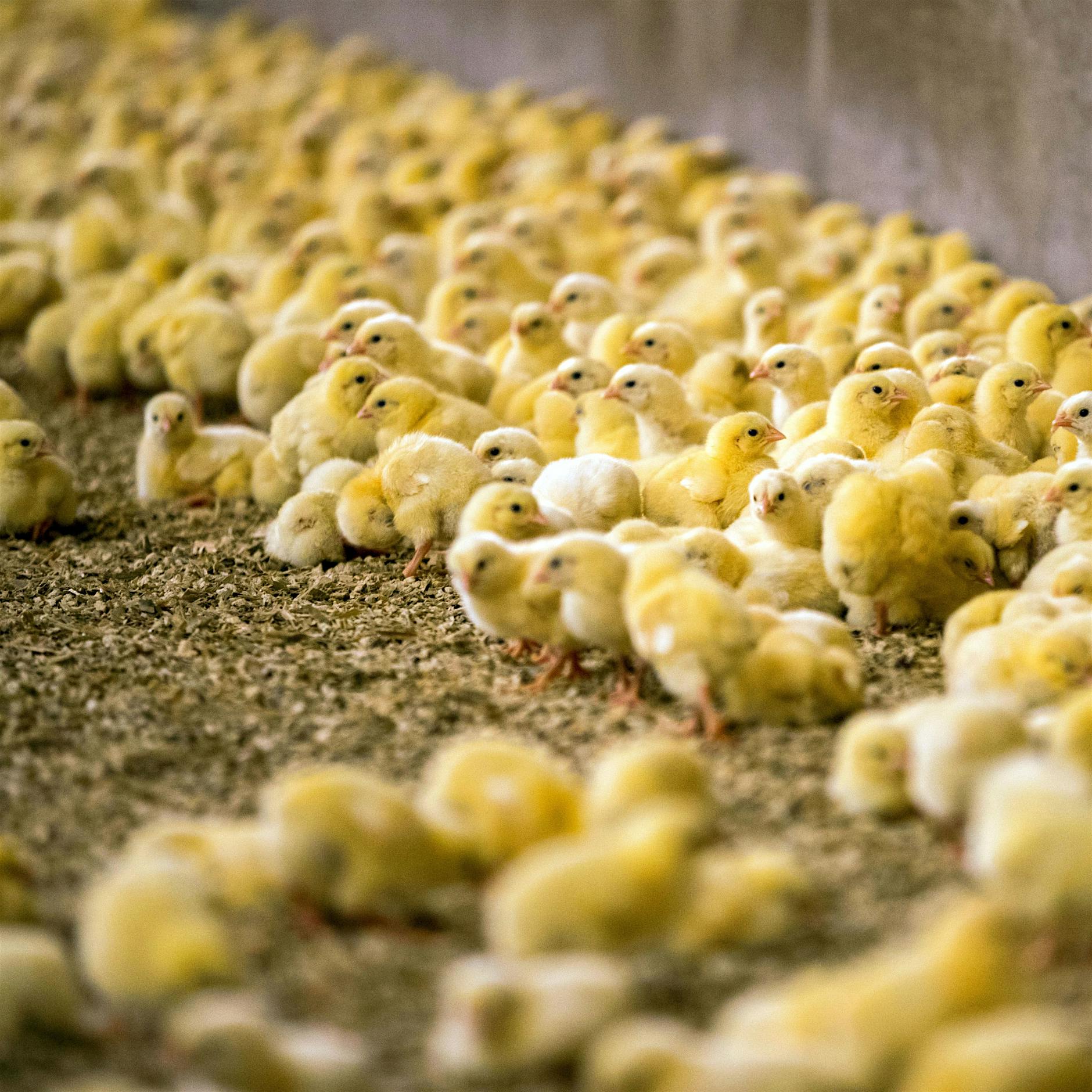 Große Handelsketten stellen sich auf Verbot von Kükentötung ein