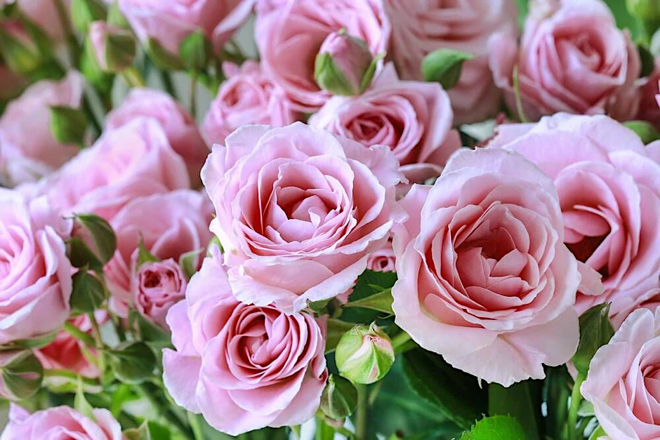 Für viele sind sie die Königsklasse: Rosen sind anmutig und genauso anspruchsvoll.