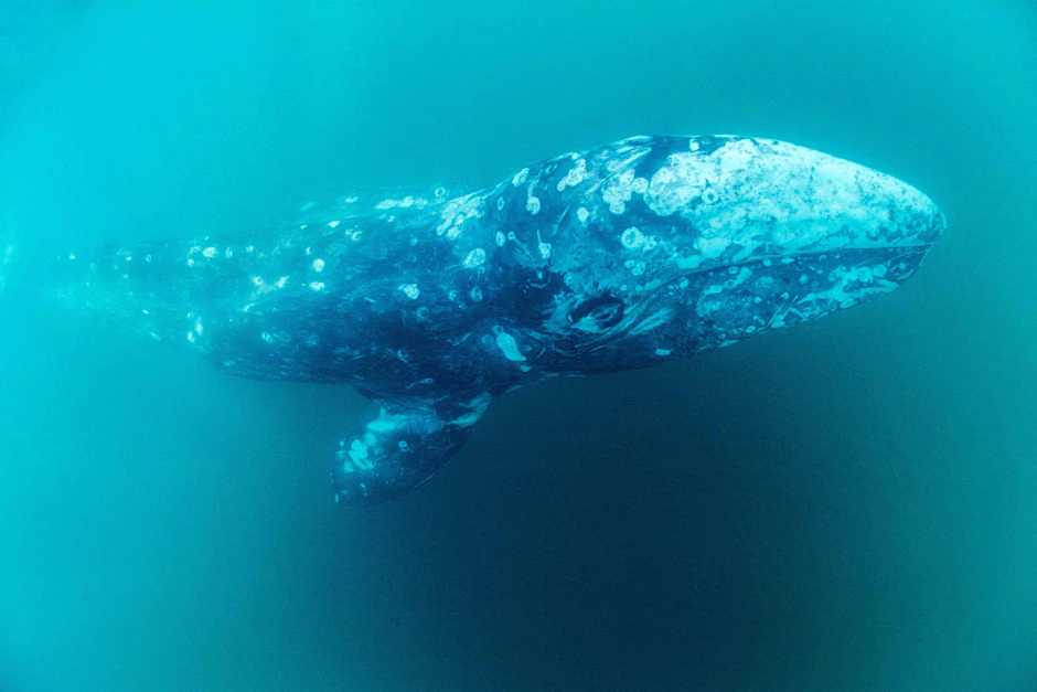 Unterwasser-Aufnahme des verirrten Grauwals „Wally“.