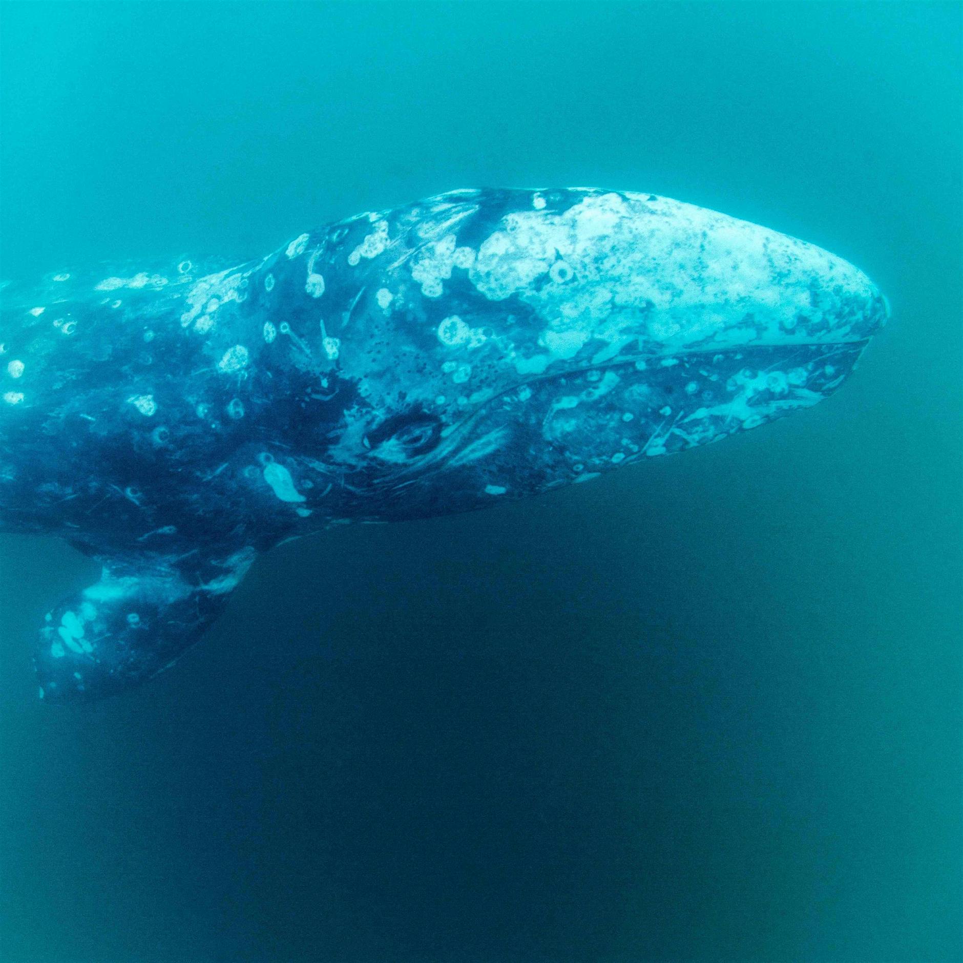 Verirrter Grauwal „Wally“ vor Mallorca gesichtet