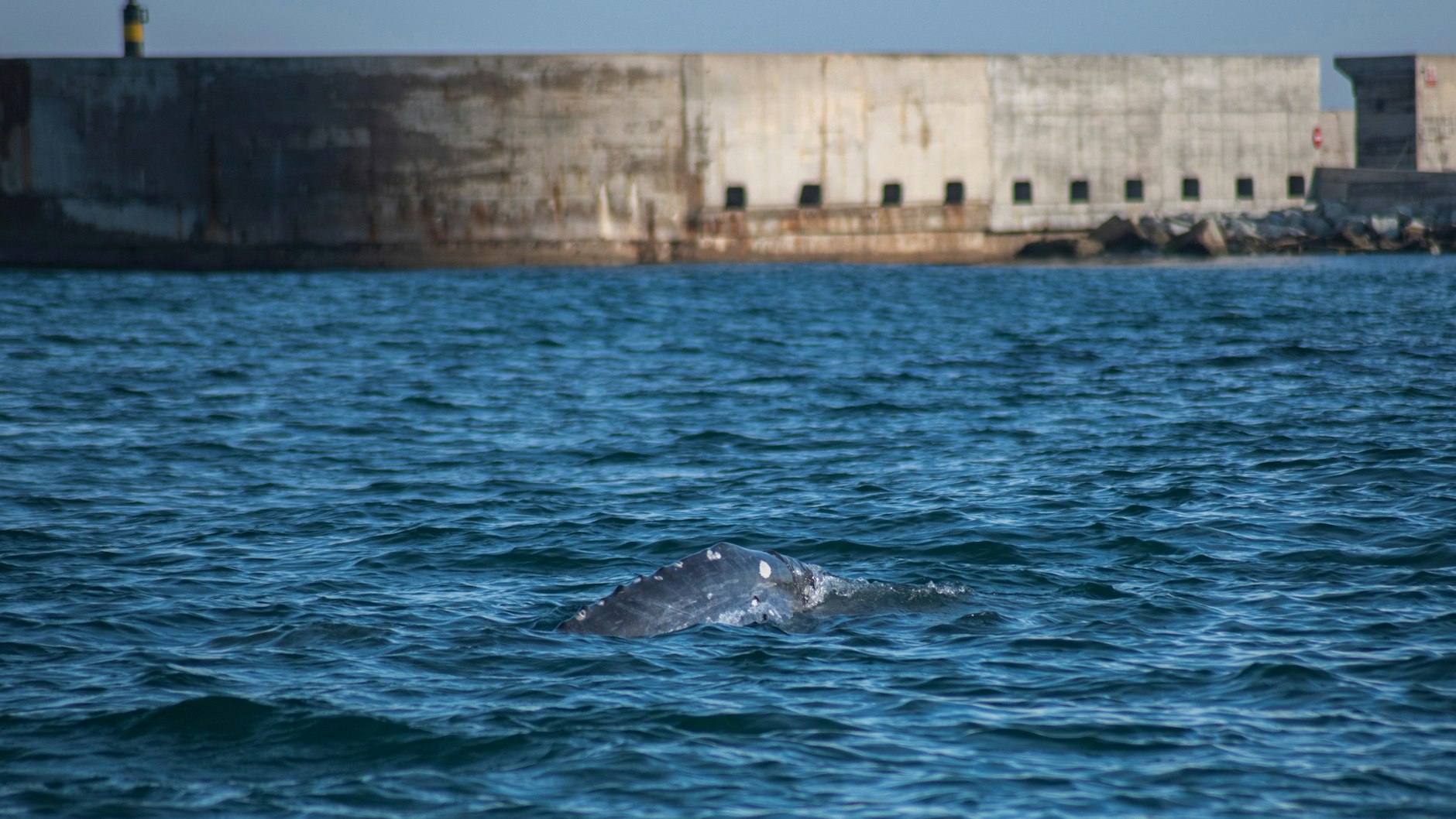 In Barcelona traute sich „Wally“ bis auf wenige Meter ans Ufer heran.&nbsp;