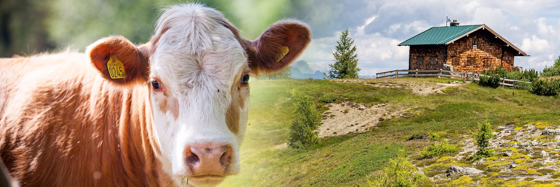 Ab 24. Juni läuft „Die Alm – Promischweiß und Edelweiß“ auf ProSieben – die Trash-TV-Show erlebt damit ein Comeback.