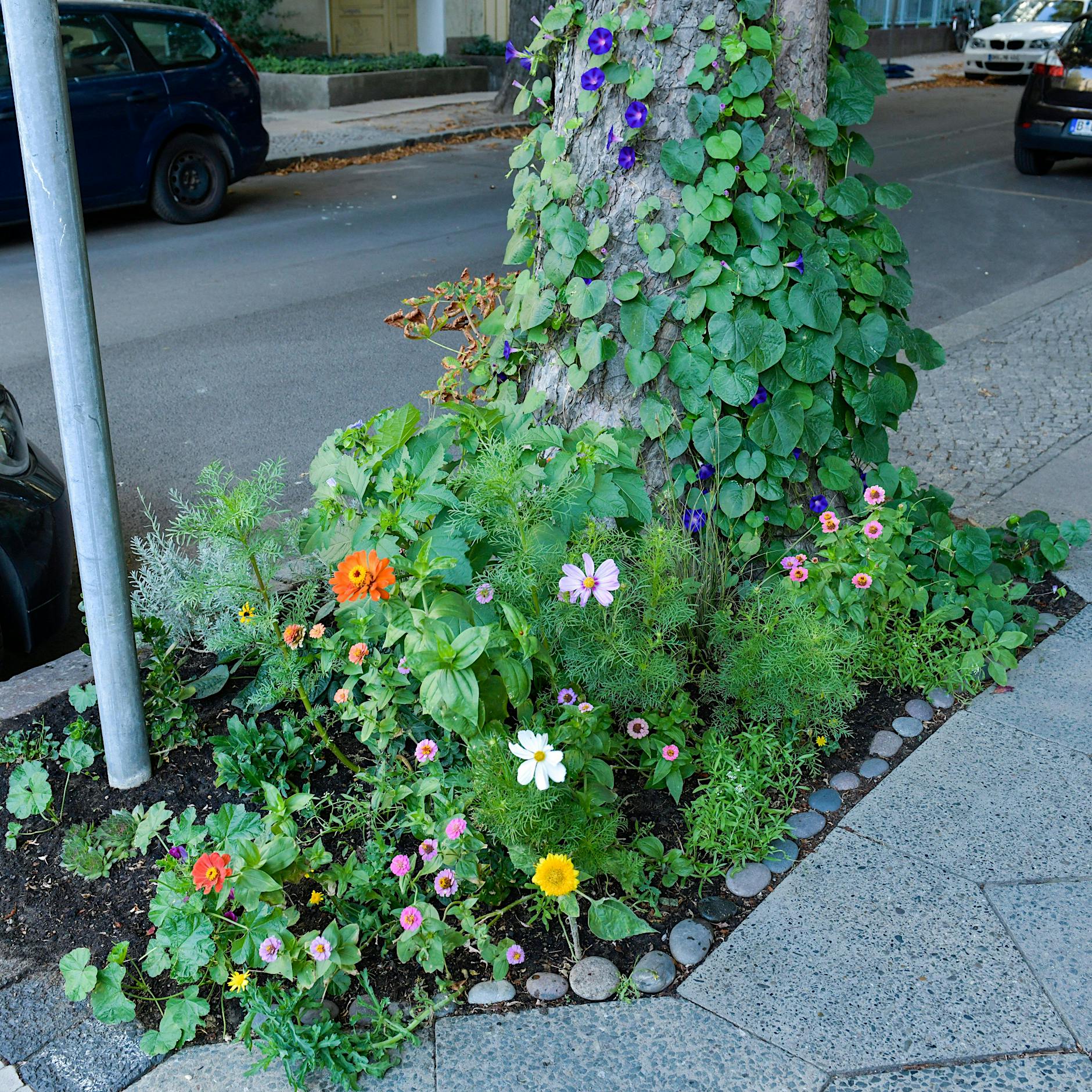 Kleiner Wald am Straßenrand: Wie man eine Baumscheibe richtig bepflanzt