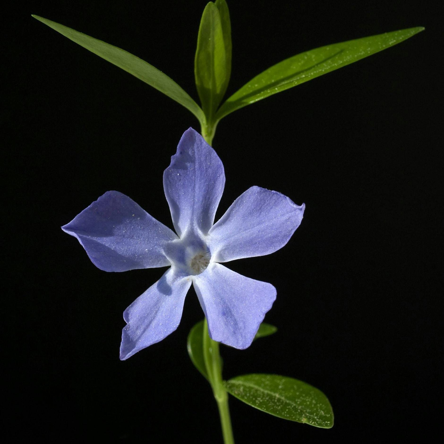 Das Kleine Immergrün lockert den Boden auf.