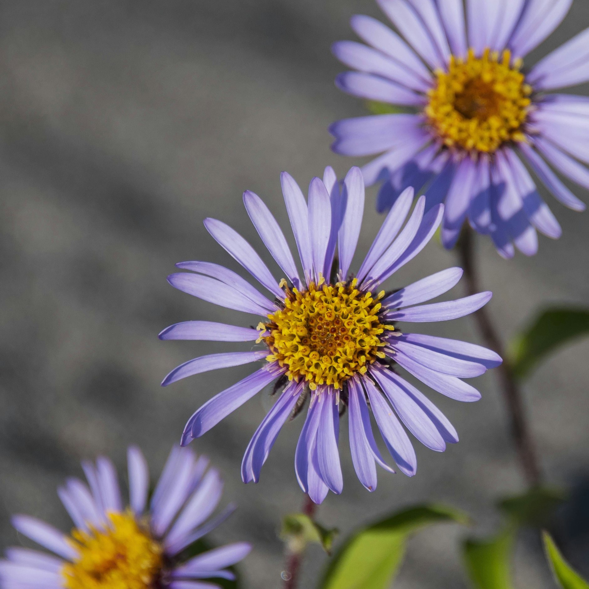Mit Astern könnte man es  durchaus probieren.