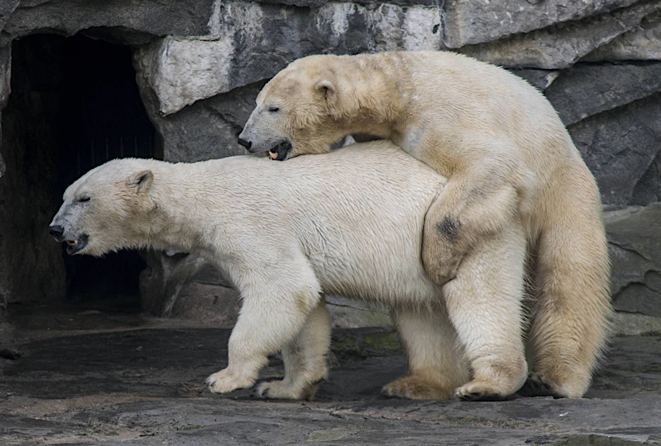Die Tierpark-Eisbären Tonja und Wolodja bei der Paarung (2017): Zu diese Geschwisterliebe hätte es nicht kommen dürfen.