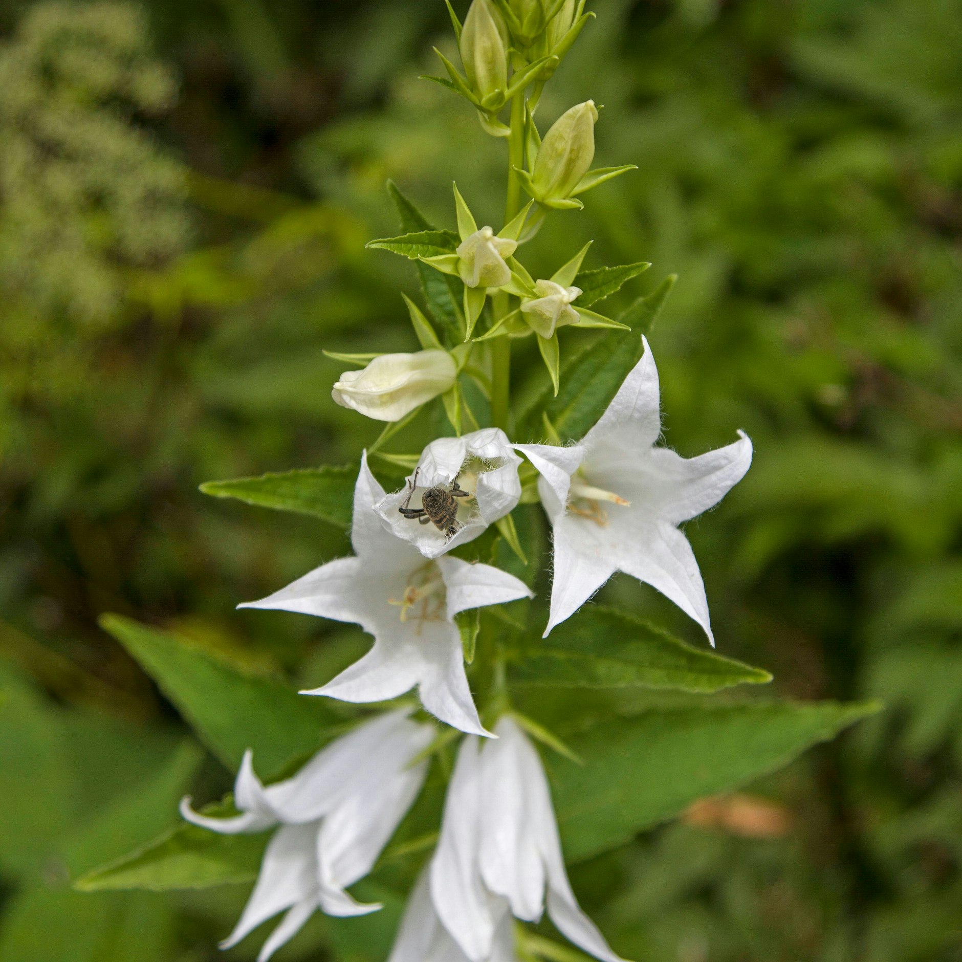 Die Waldglockenblume tut dem Stadtbaum gut.