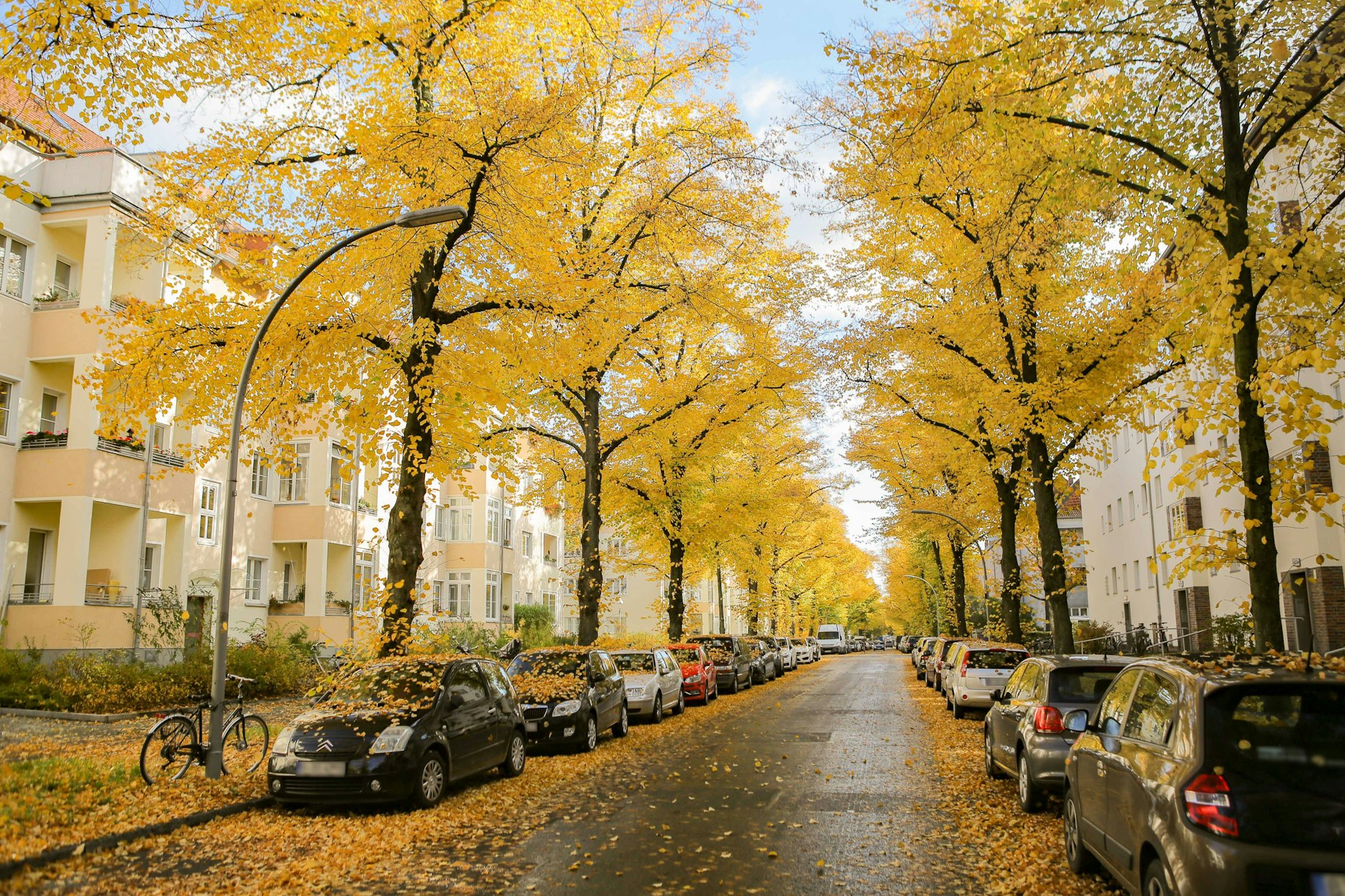 Anderswo würde dieses Naturspektakel in Goldgelb jeden Herbst Touristenschwärme anlocken.