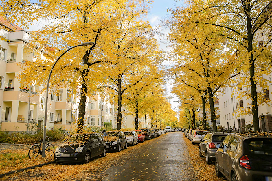 Anderswo würde dieses Naturspektakel in Goldgelb jeden Herbst Touristenschwärme anlocken.