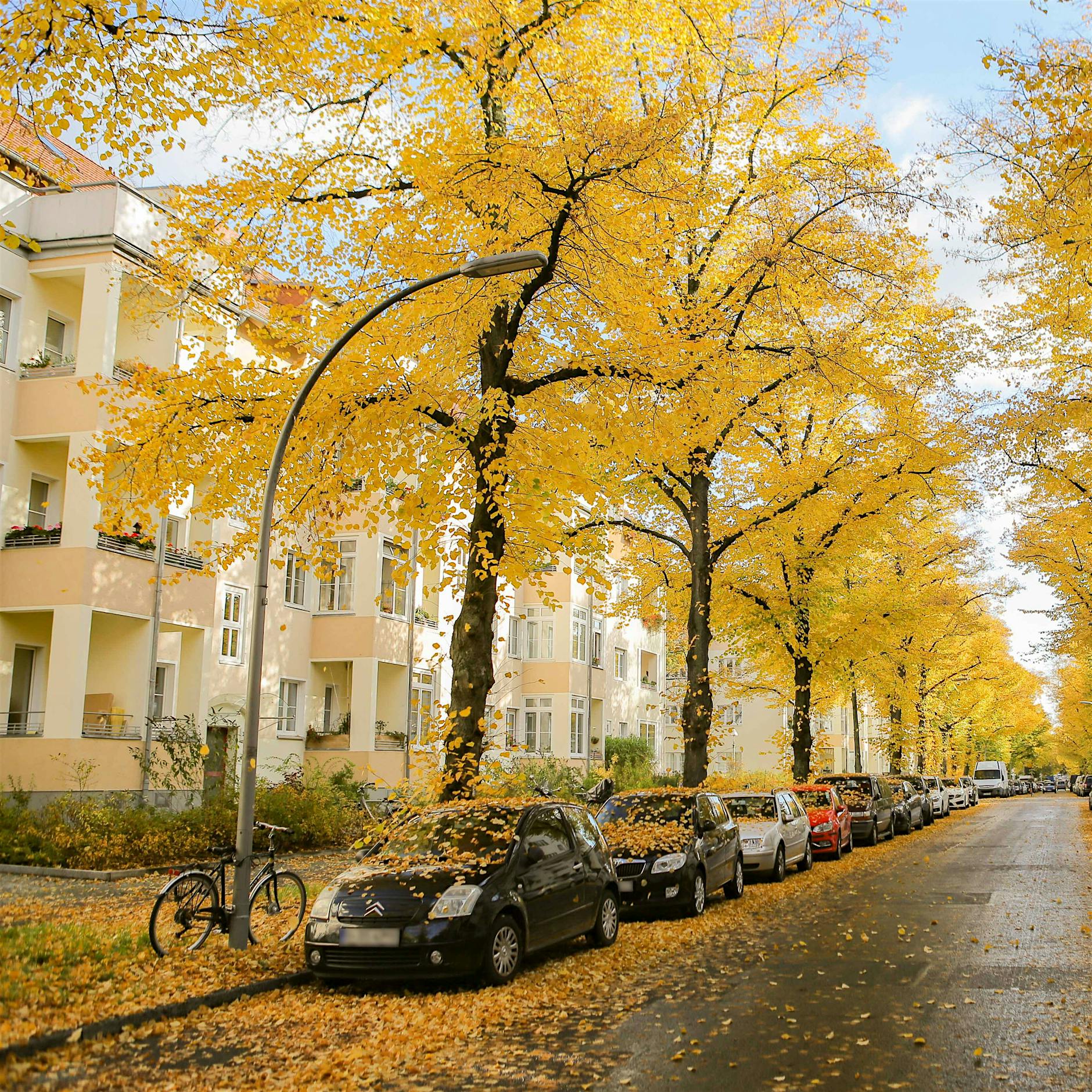 Der Stadtbaum: Ein Nachbar in Not