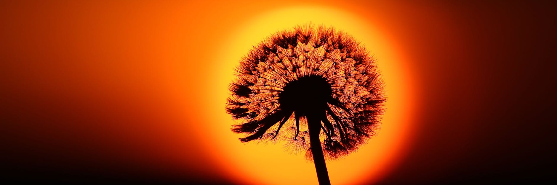 Hinter einem verblühtem Löwenzahn geht am Morgen die Sonne auf.