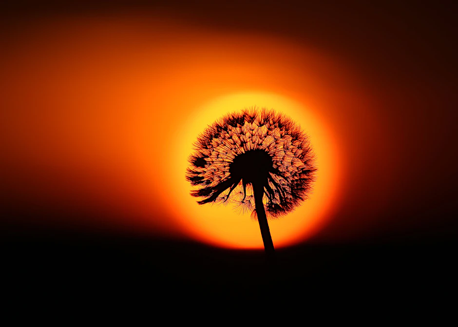Hinter einem verblühtem Löwenzahn geht am Morgen die Sonne auf.