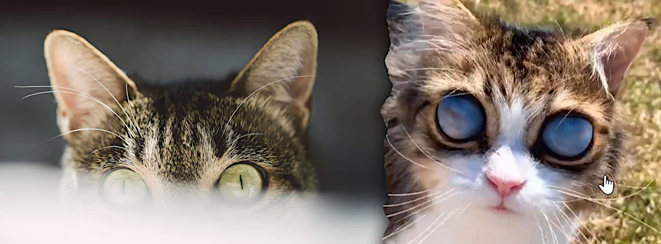 Kater Pico hat riesige Alien-Augen. Auf Tiktok veröffentlicht sein Frauchen Videos aus seinem Alltag.