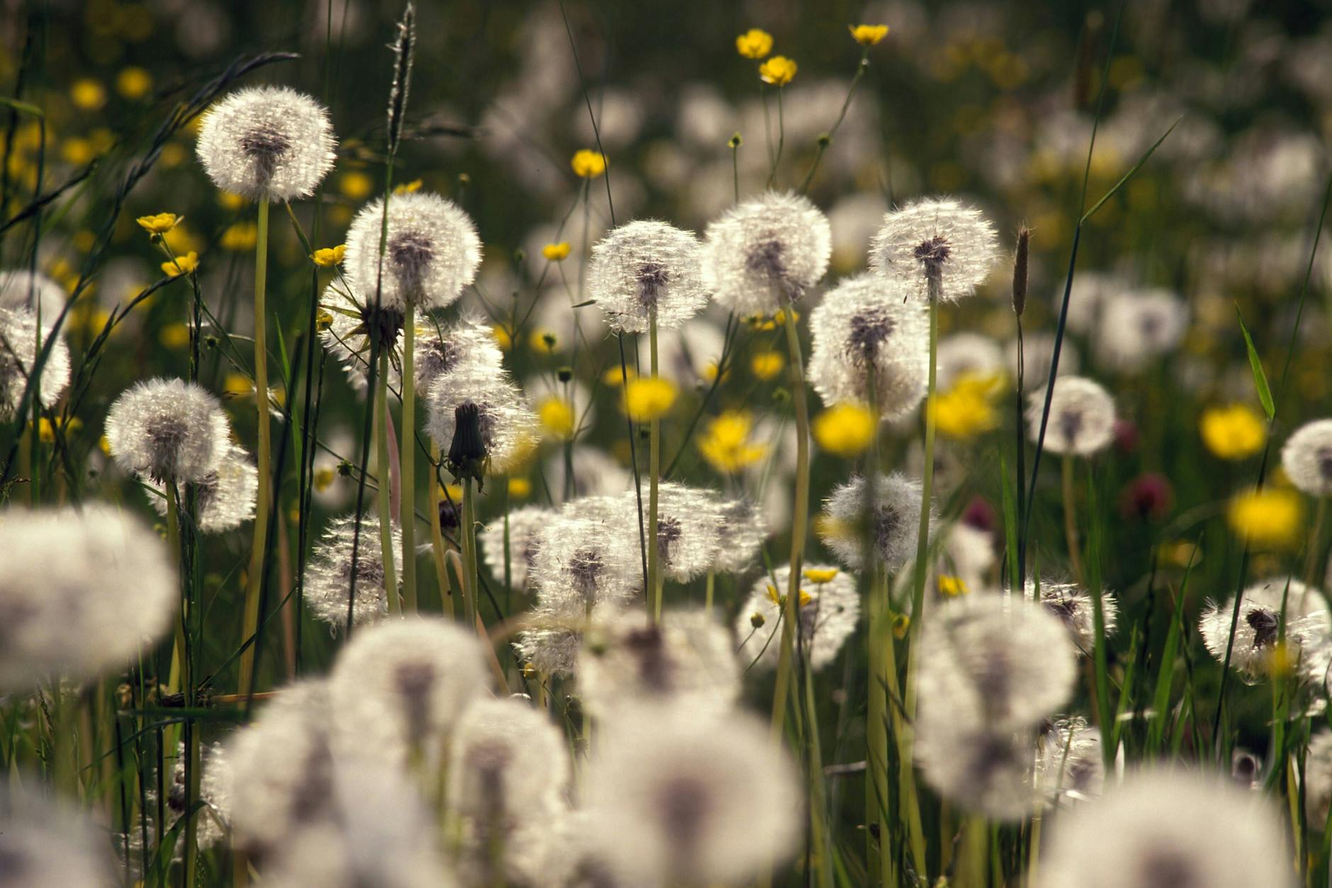 Löwenzahn sollte man mit der Wurzel rausziehen – und danach als Salat probieren!