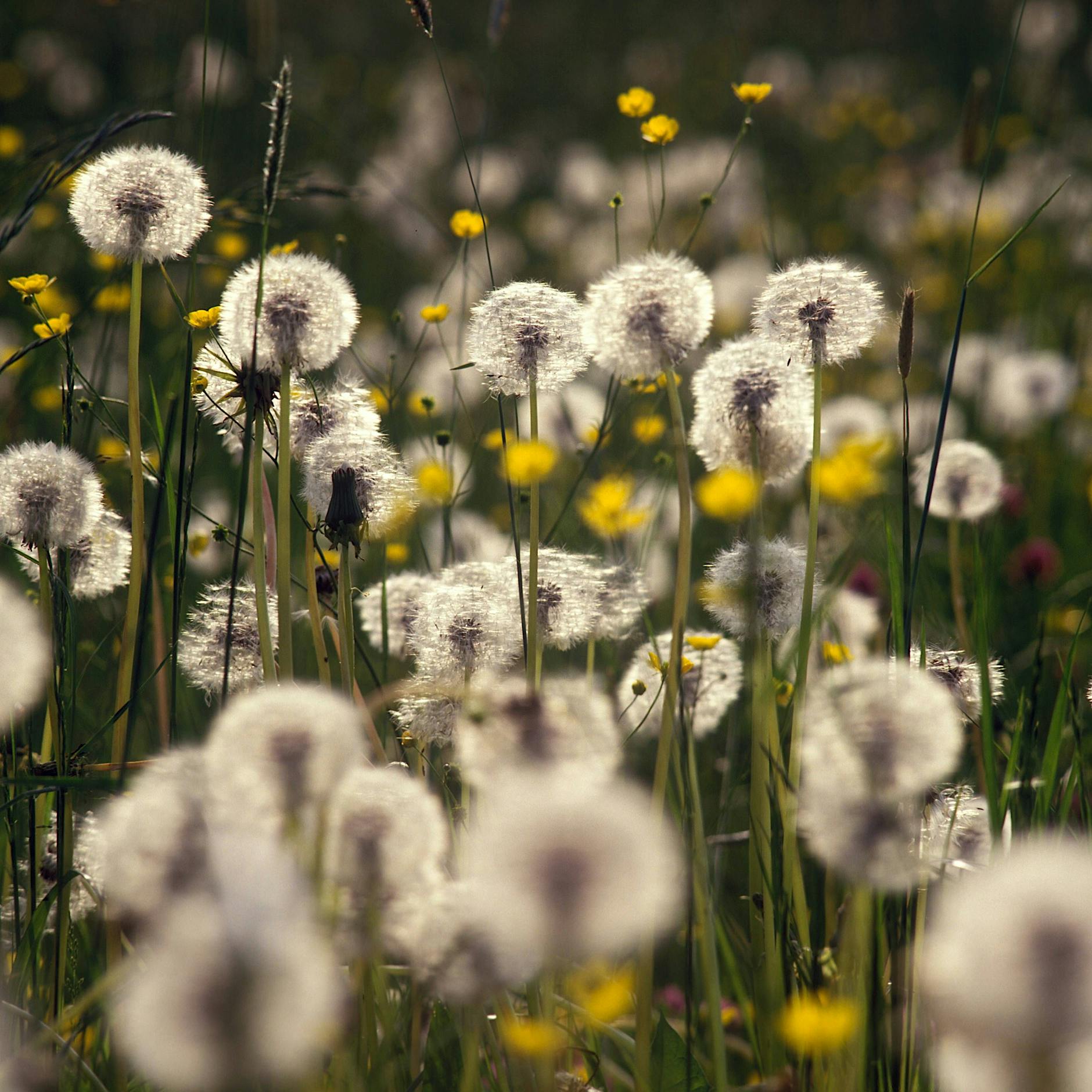 Nichts wie weg: Wie man unerwünschte Kräuter loswird