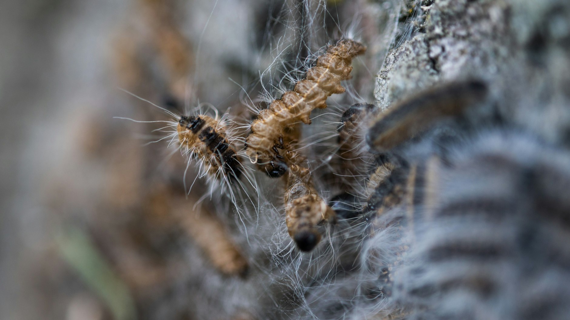 Ein Nest des Eichenprozessionsspinners an einem Baumstamm.