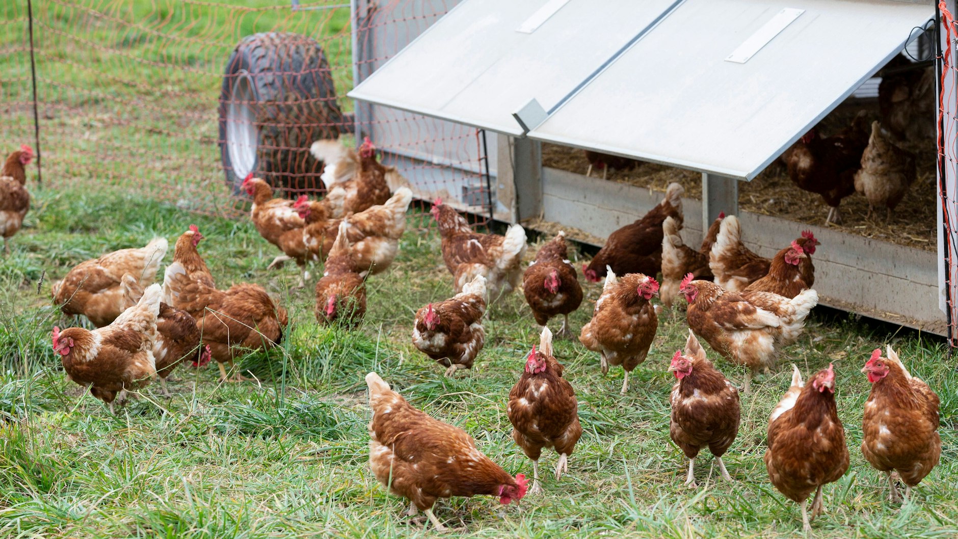 Glückliche Hühner schmecken: Das haben inzwischen auch Spitzenköche erkannt.
