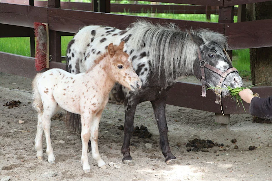 Das Fohlen namens Taddeus Punkt und seine Mutter Anielka im Zoo der Minis im erzgebirgischen Aue.&nbsp;