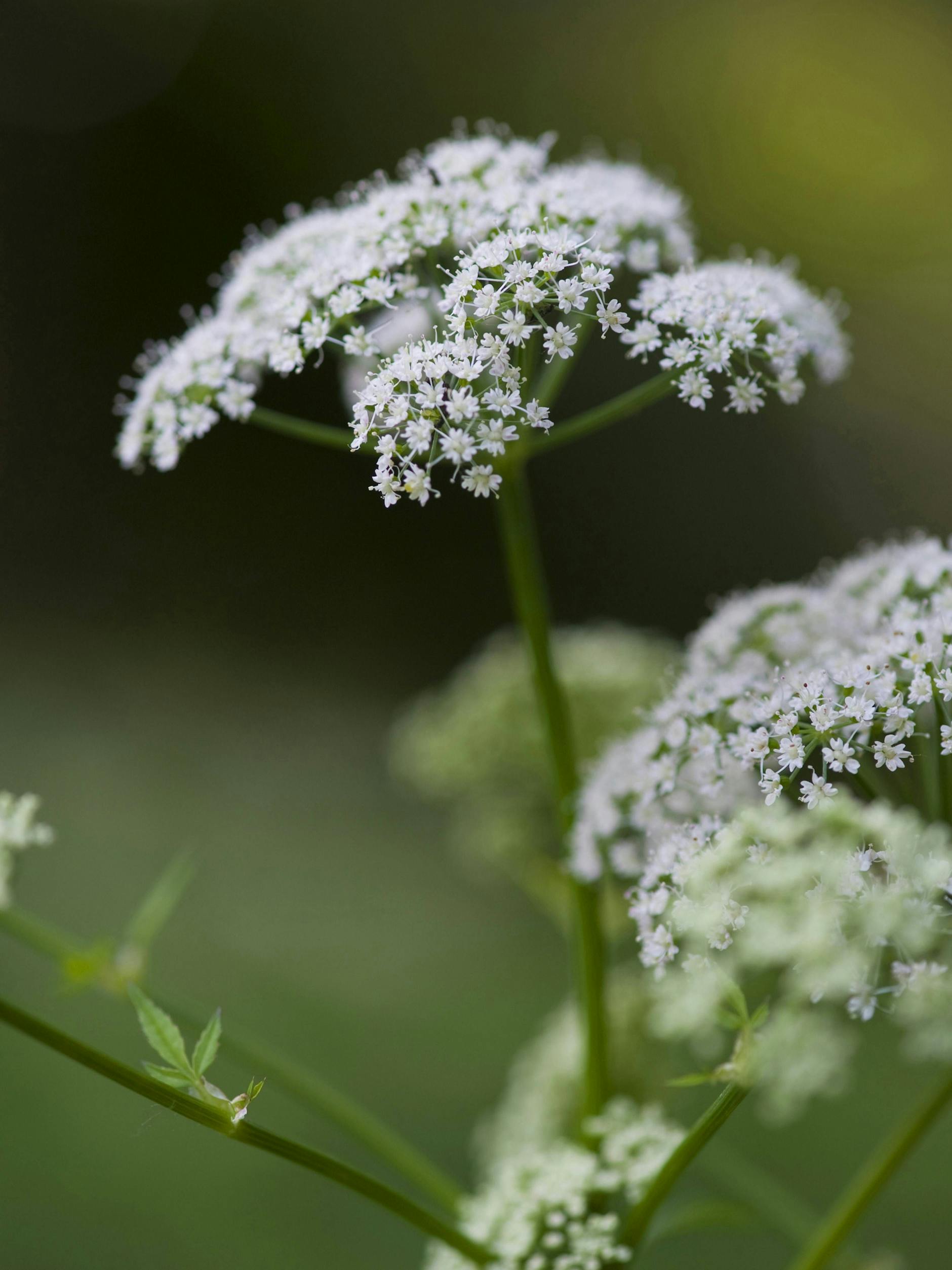 Giersch lässt sich am besten durch Mähen entfernen.