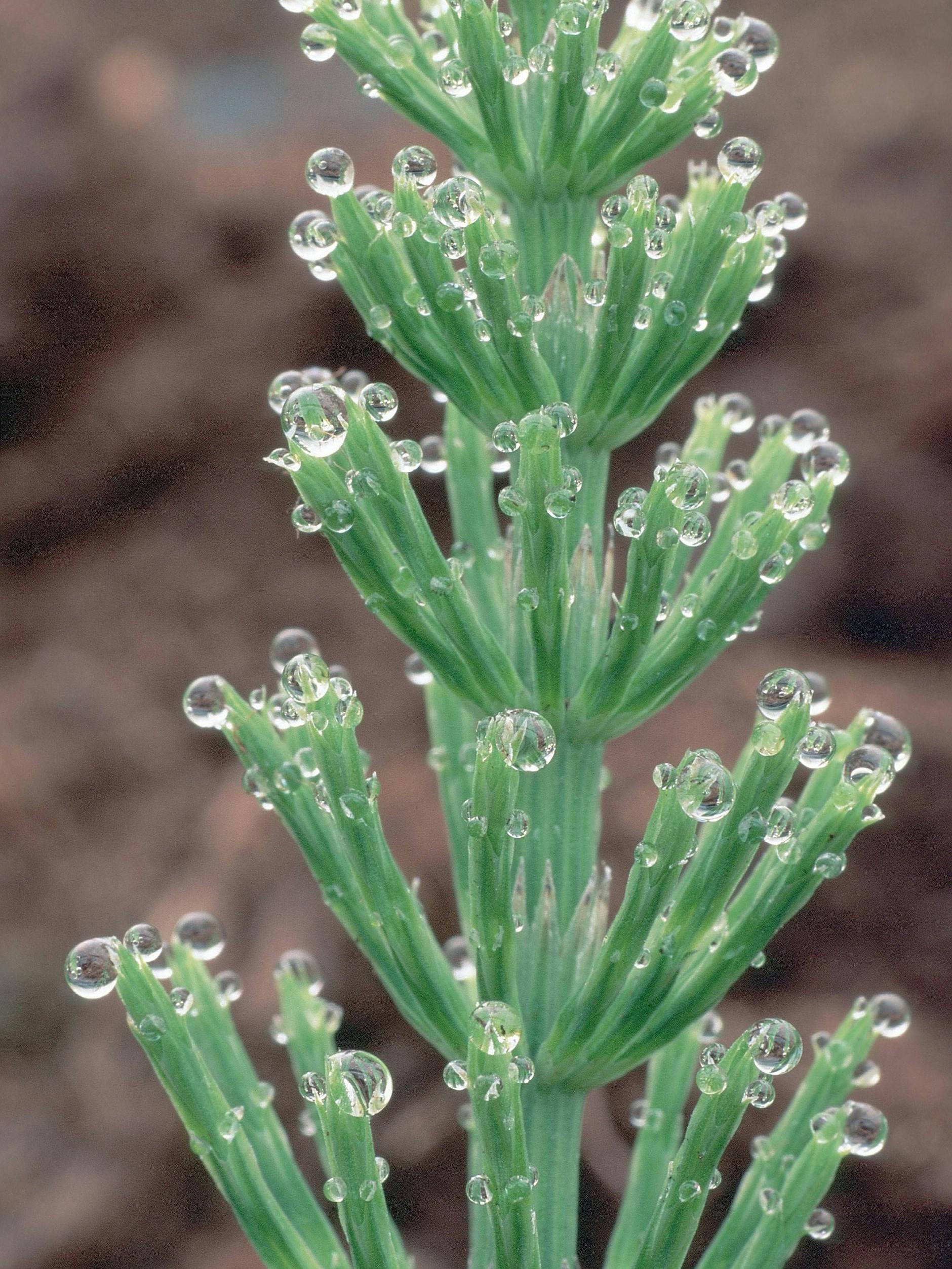 Auch den Ackerschachtelhalm schneidet man am besten ab.