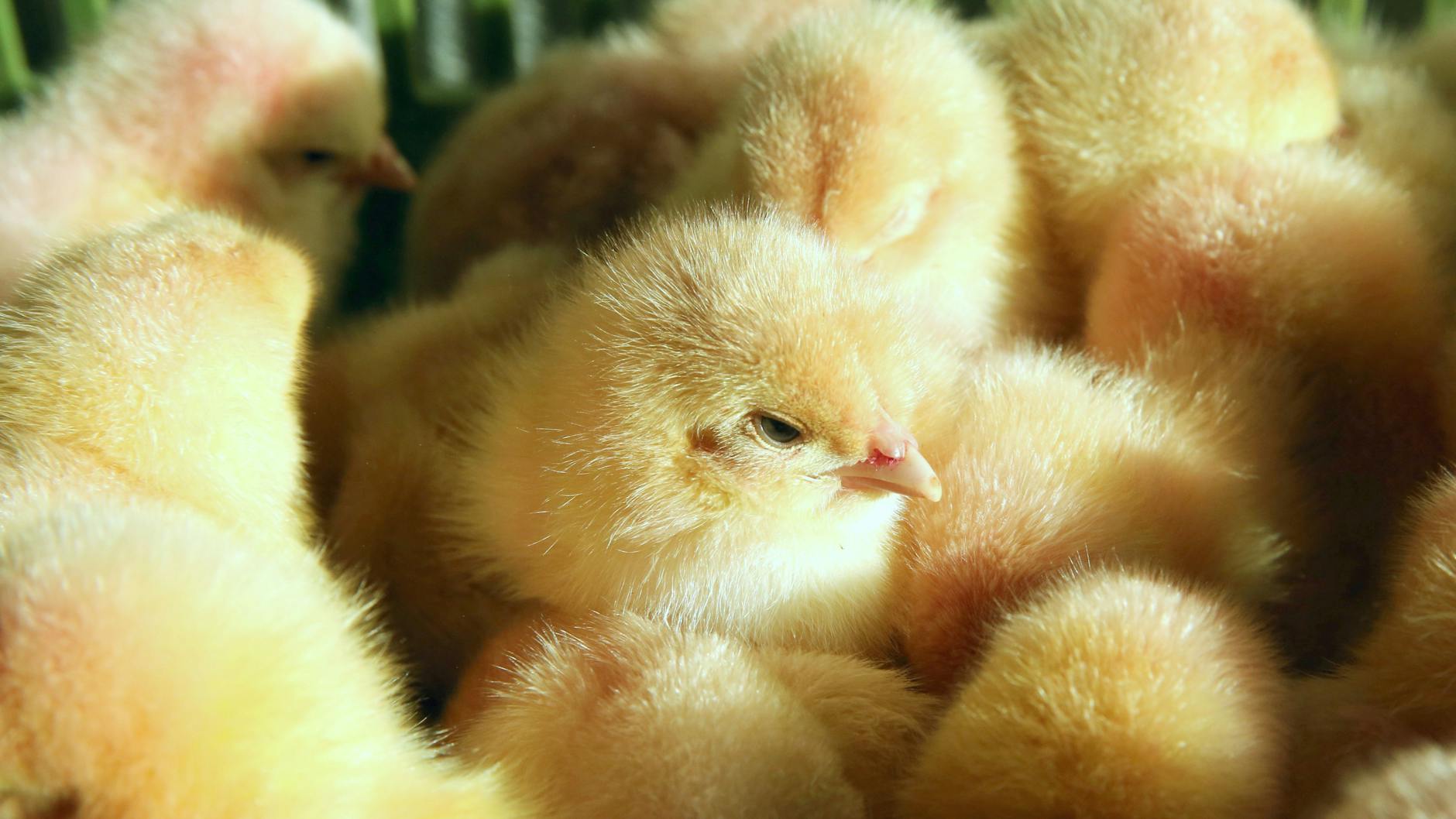 Männliche Küken sitzen in einem Korb.