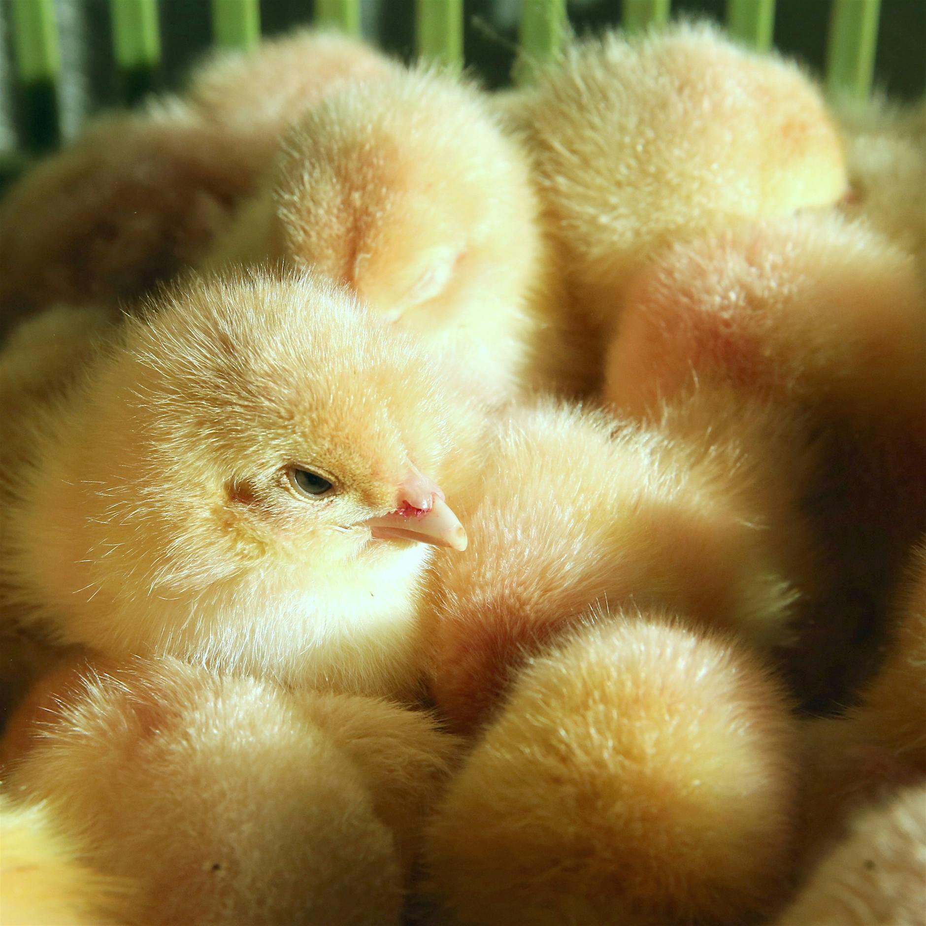 Bundesrat: Ende des millionenfachen Kükentötens ab 2022