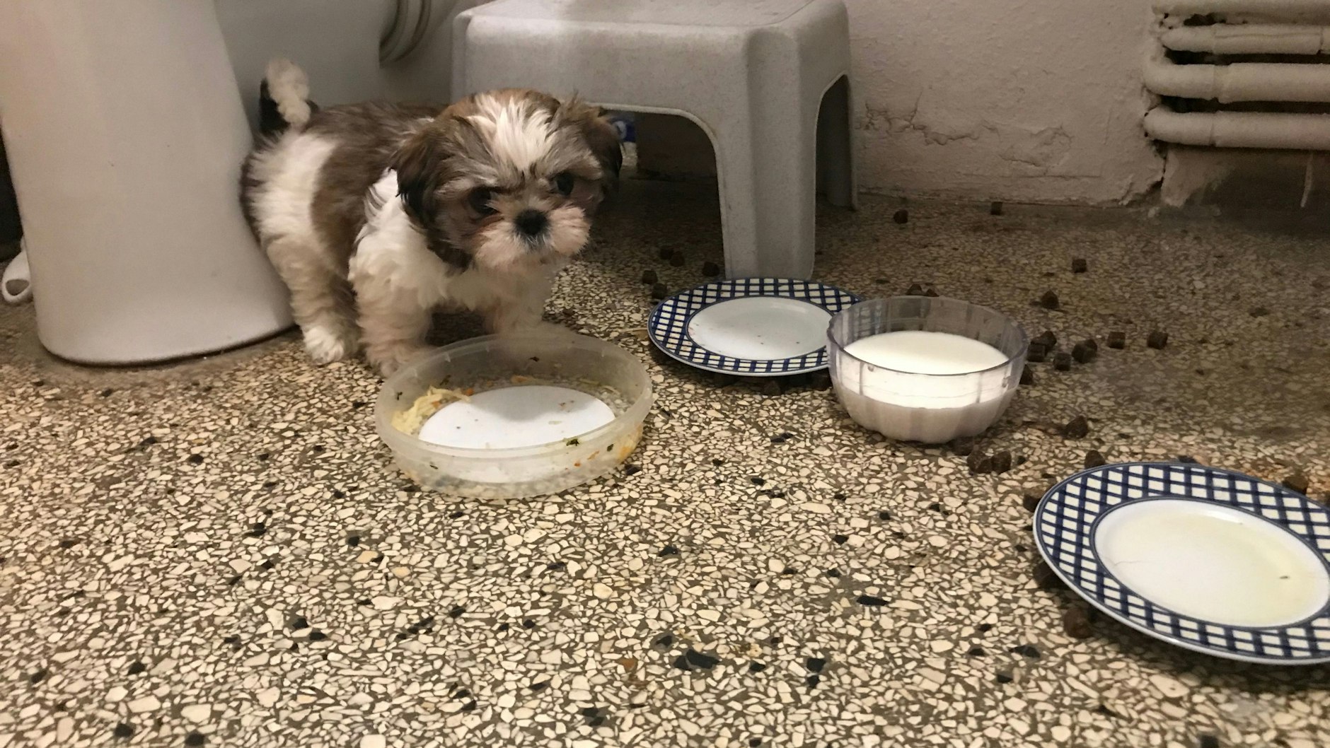 Die Welpen wurden in einem total verdreckten, winzigen Badezimmer gehalten.