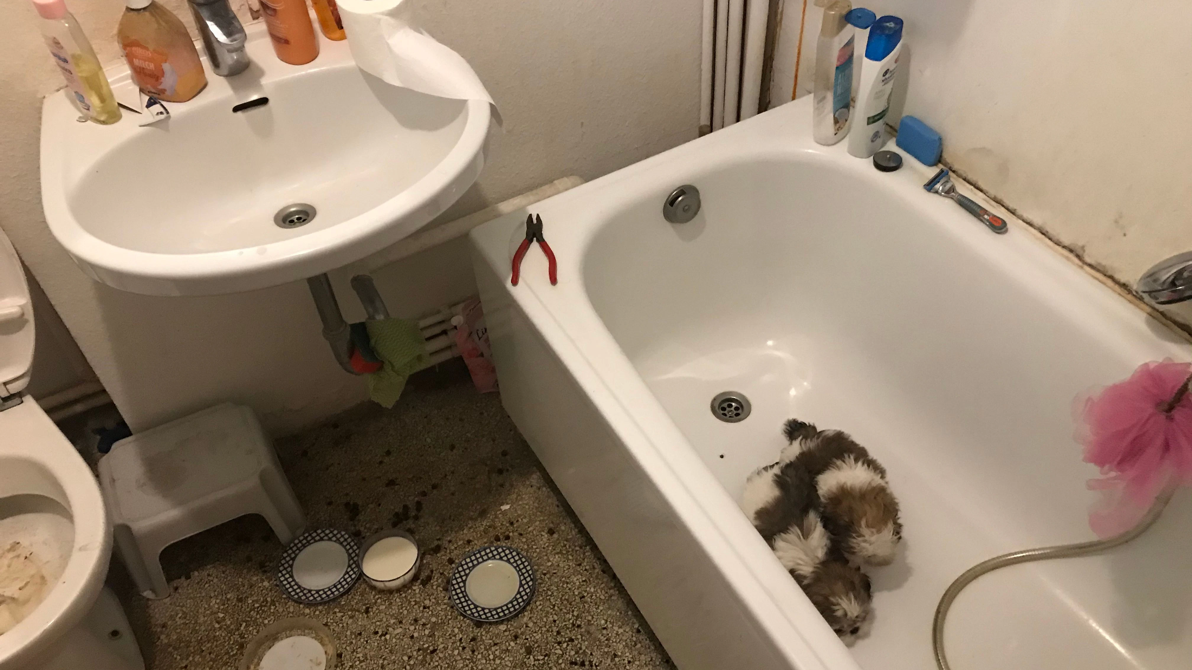Die Händler hielten die Hündchen die meiste Zeit in der Badewanne.