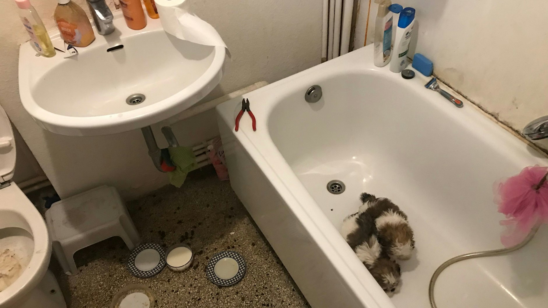 Die Händler hielten die Hündchen die meiste Zeit in der Badewanne.