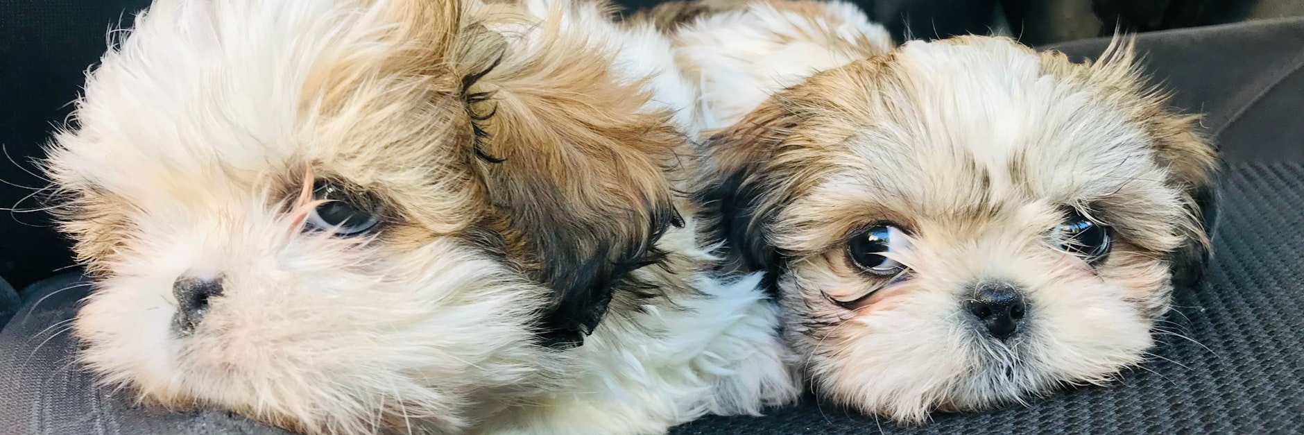 In Sicherheit: Die beiden Hündchen, die aus der Dreck-Wohnung befreit wurden, im Streifenwagen der Polizei