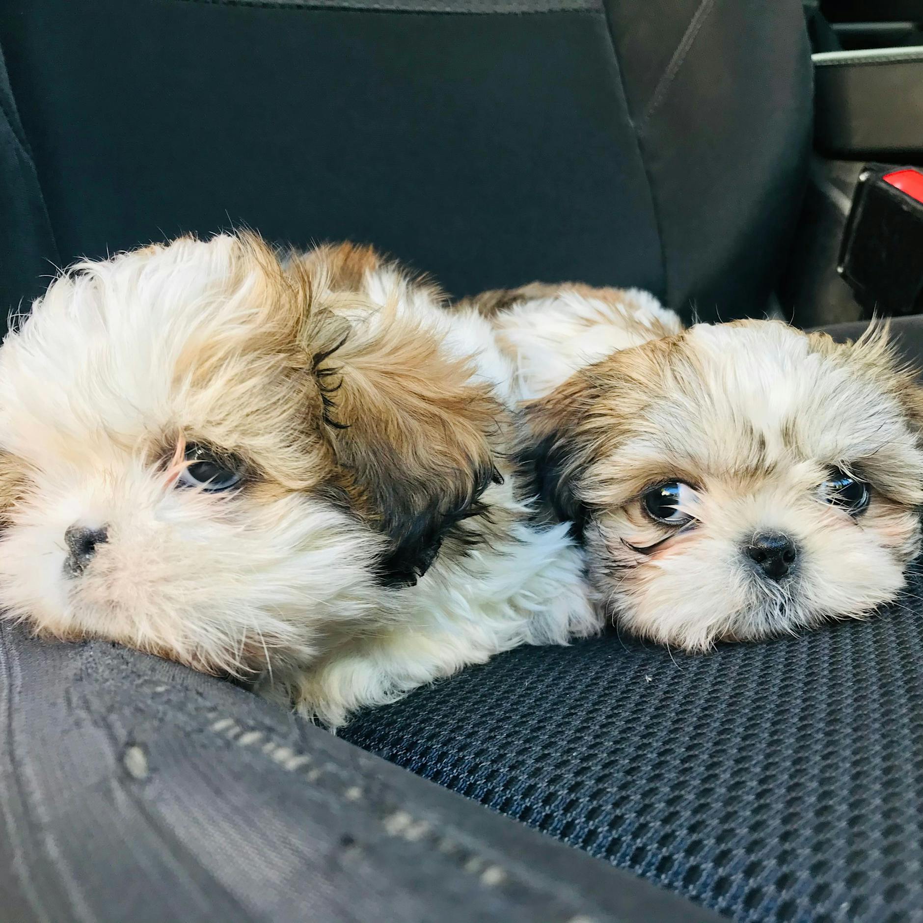 Schockierende Bilder! Hausbesuch beim Welpenhändler: Berliner, seht hin, so müssen eure Hundebabys leben