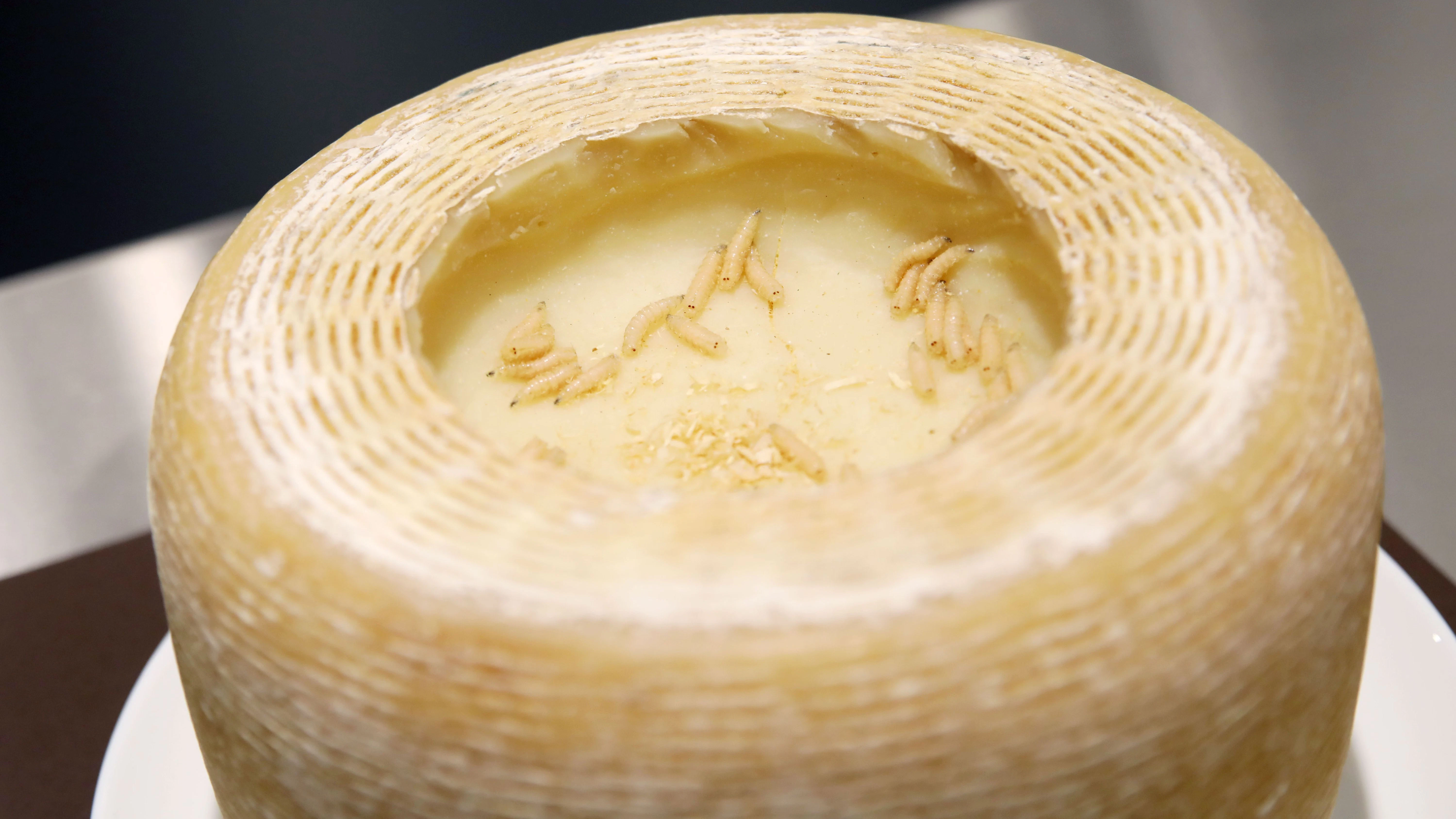 In solchem Maden-Käse sorgt der Kot von  Maden für die  richtige Würze.