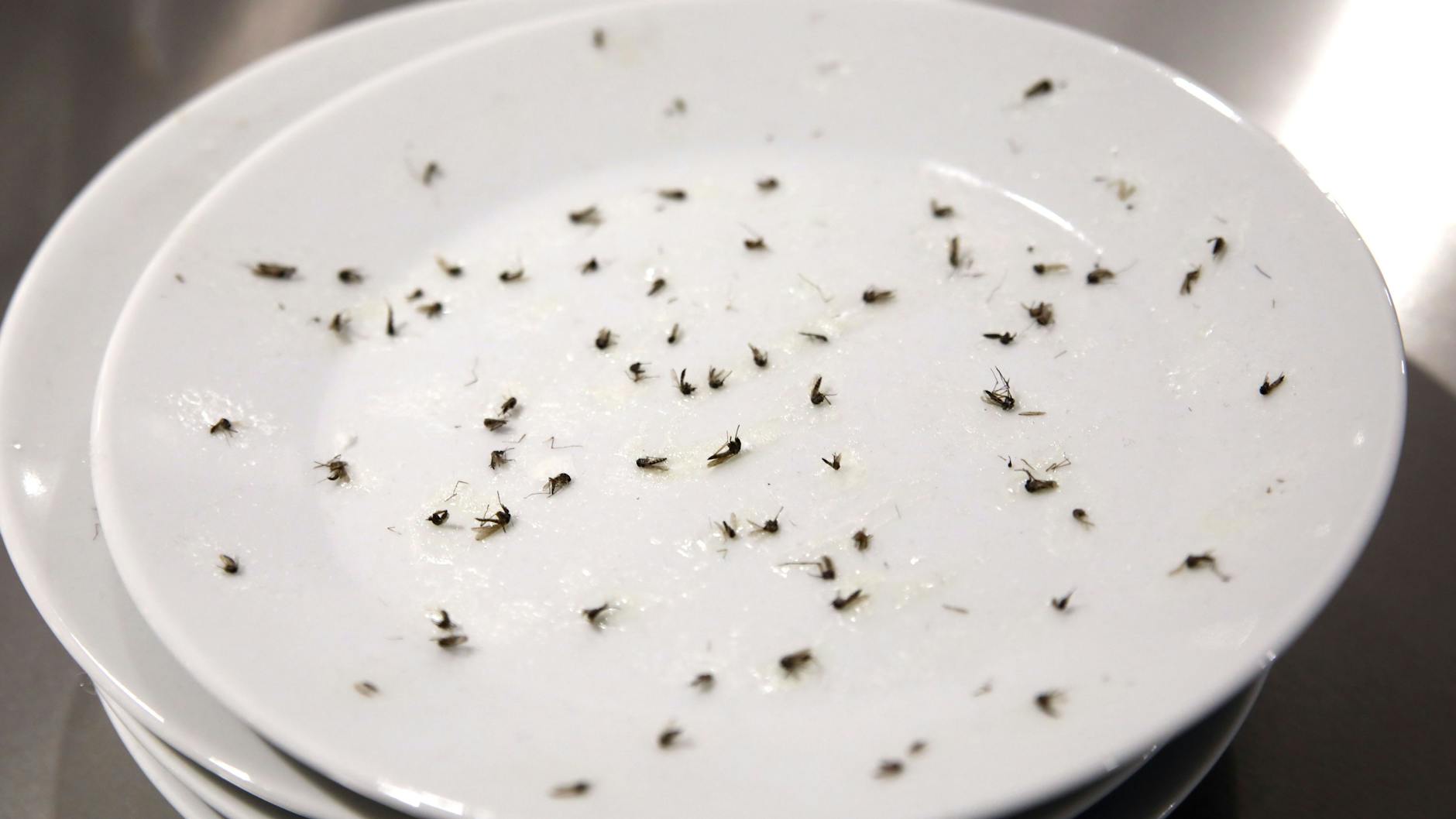 Im Osten Afrikas feuchtet man Teller an und schwenkt sie durch Mückenschwärme. Die Mücken bleiben kleben, werden zu einem Kuchen zerdrückt.