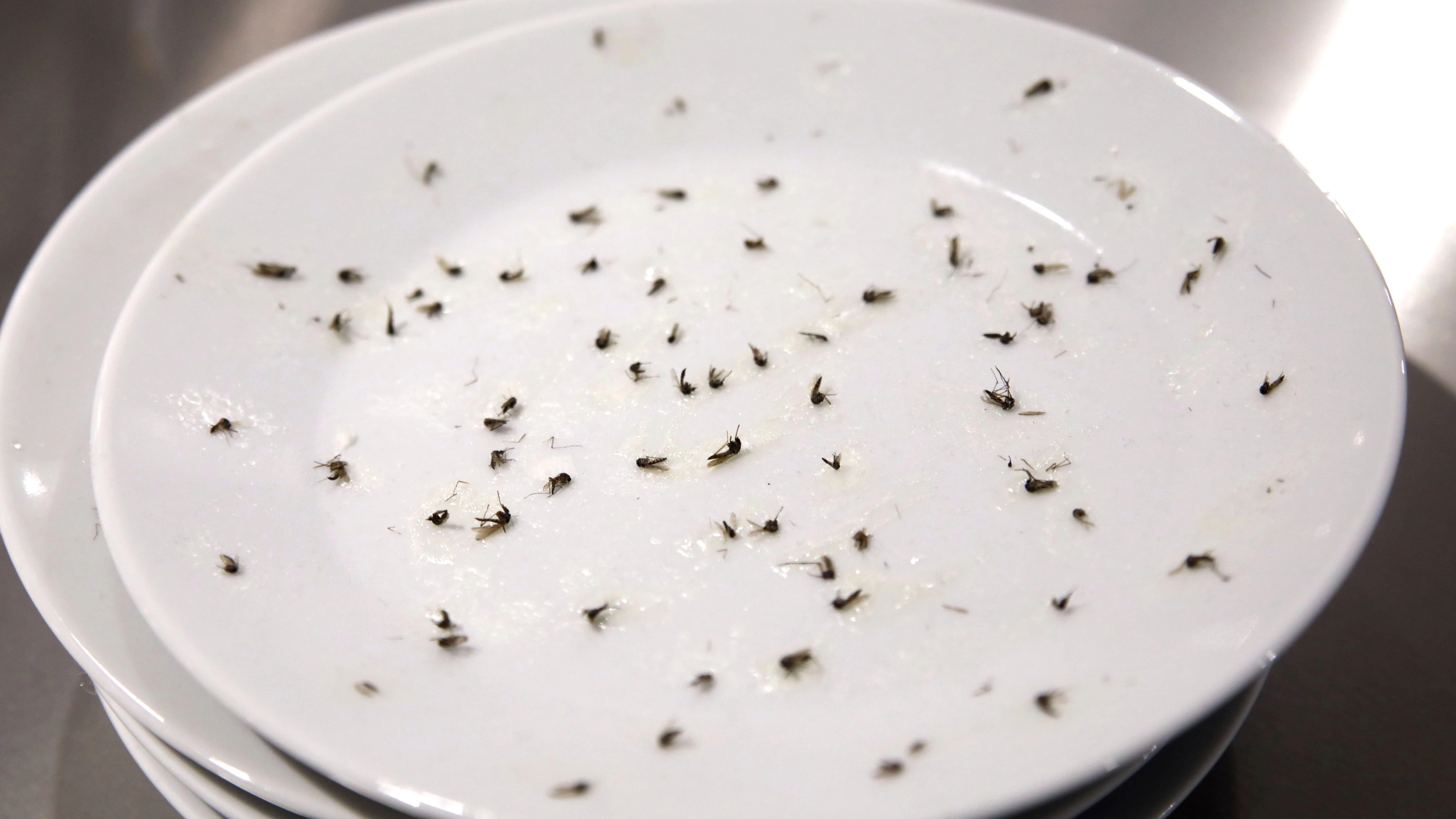 Im Osten Afrikas feuchtet man Teller an und schwenkt sie durch Mückenschwärme. Die Mücken bleiben kleben, werden zu einem Kuchen zerdrückt.