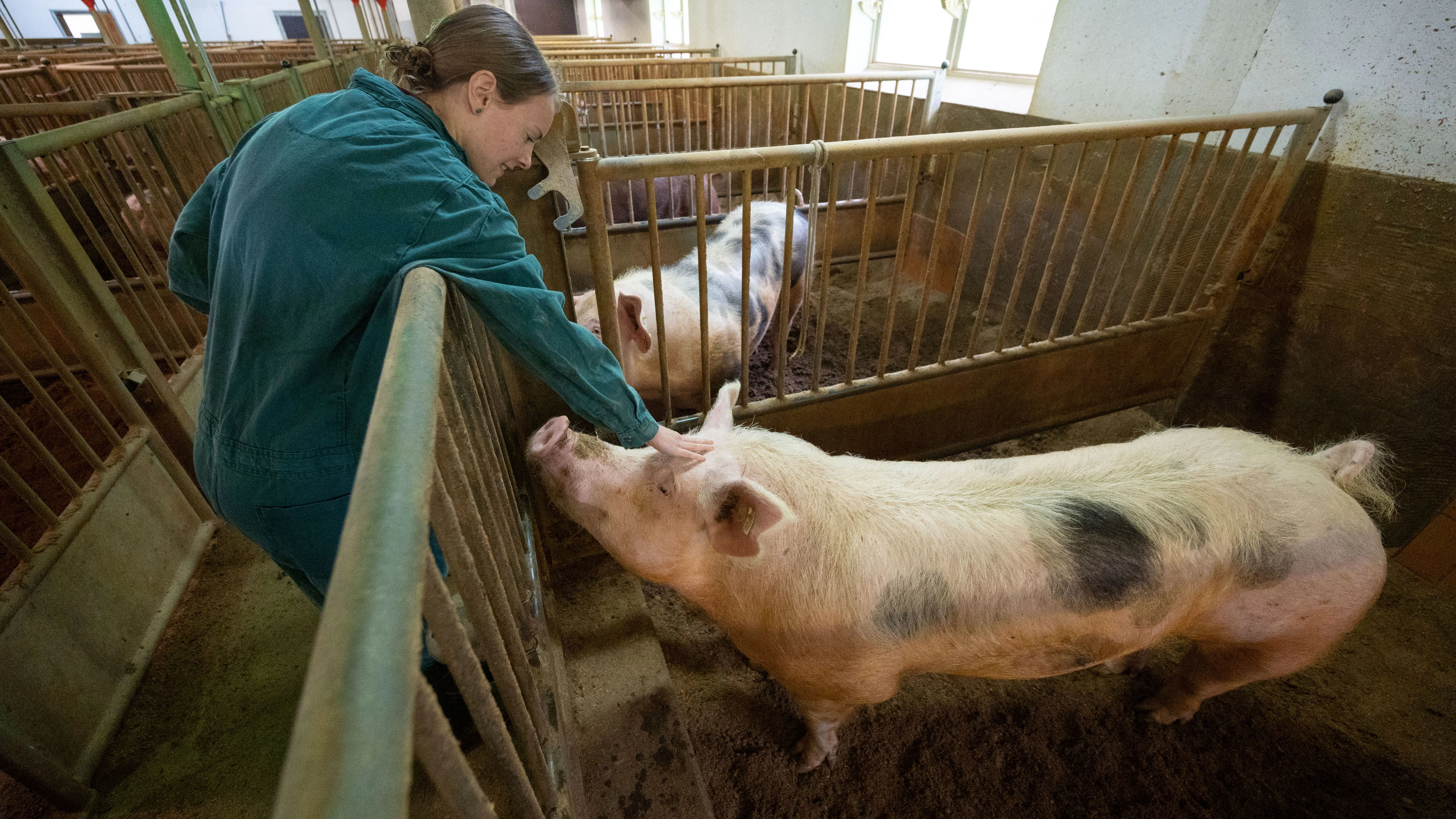 Eva Schilling, Regionalleitung Süd der Besamungsunion Schwein, krault im Stall der Besamungsstation Abstetterhof einen Eber.
