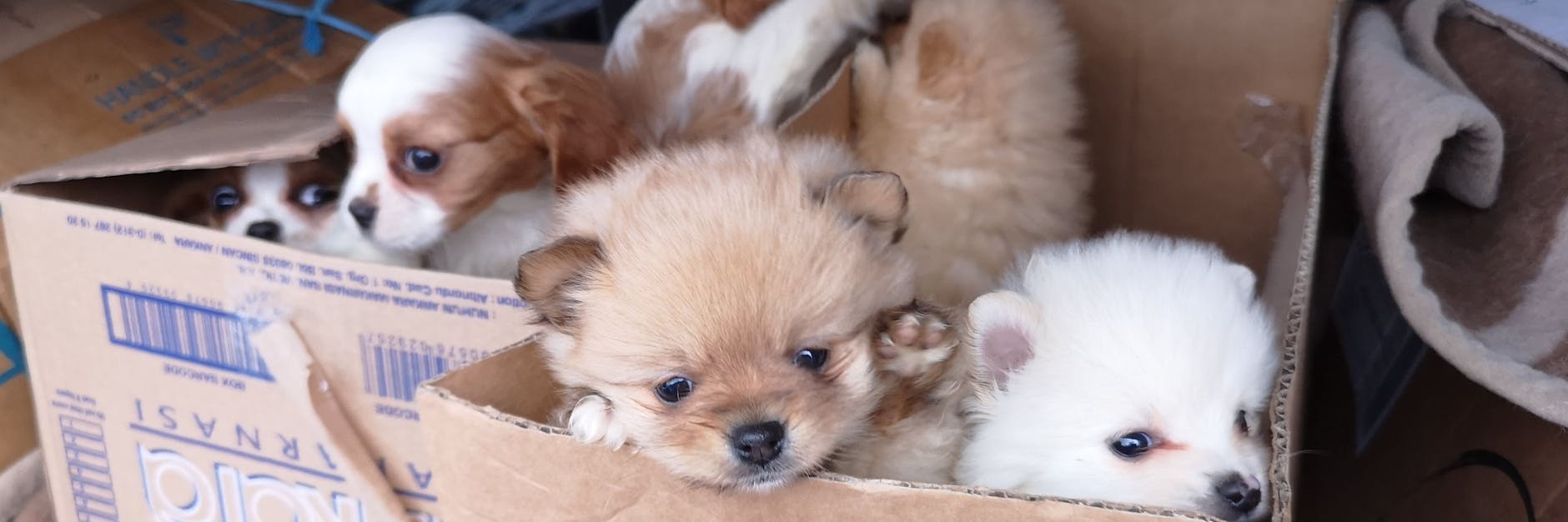 Die Welpen werden oft auf der Straße aus dem Auto heraus verkauft.