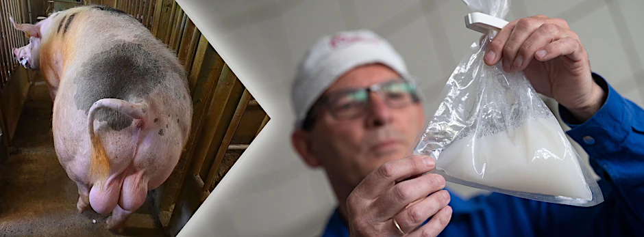 Schweinesperma ist ein deutscher Exportschlager. Rechts: Karl-Friedrich Müller, Leiter der Besamungsstation Abstetterhof der Besamungsunion Schwein.