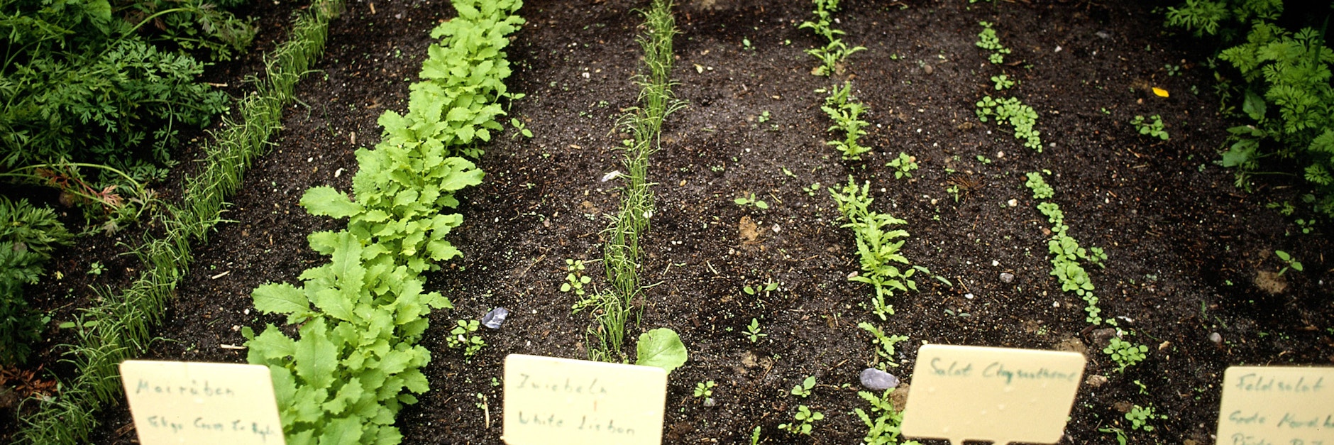 Beim Anlegen des ersten Bio-Gemüsebeets gilt es einiges zu beachten.