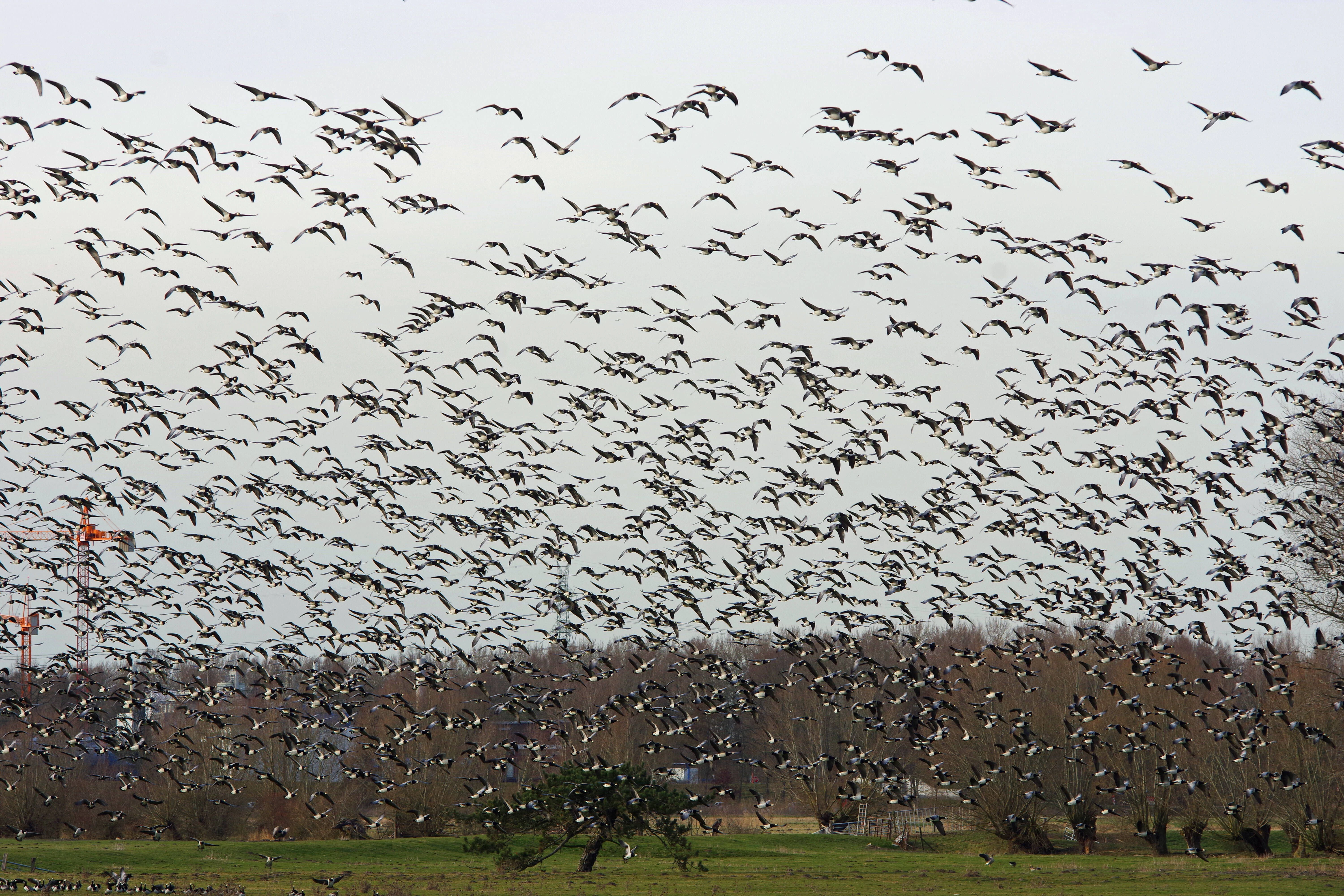 Weltzugvogeltag