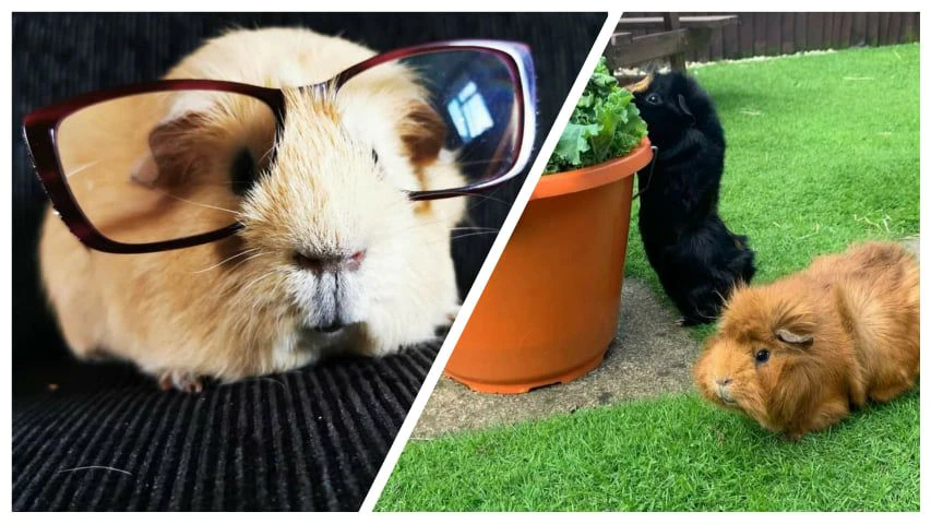Richtige Model-Meerschweinchen hat&nbsp;Sophie Mason in ihrer riesigen Herde.