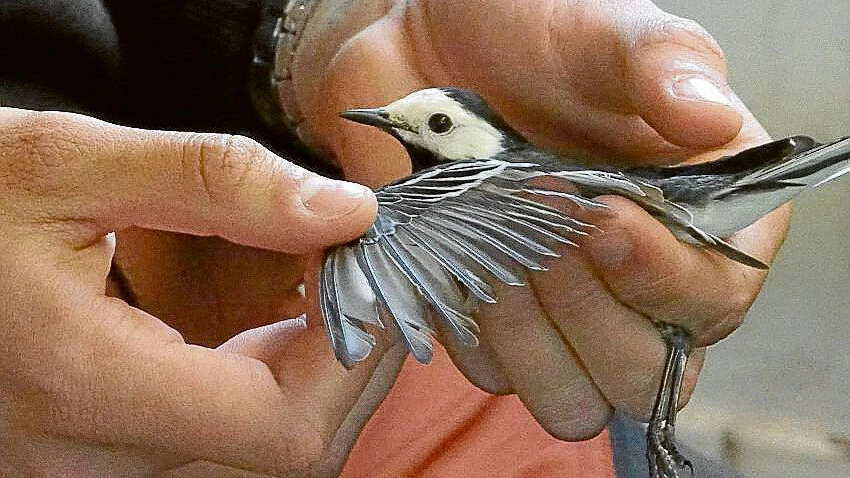 Ein Mitarbeiter der „Vogelwarte Helgoland“ untersucht eine gefangene Bachstelze.