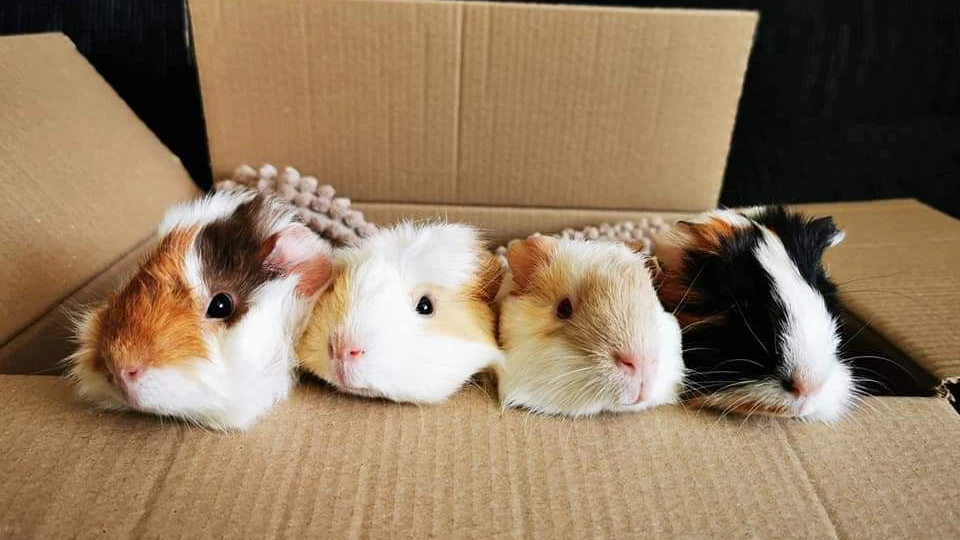 In der Zukunft will die Engländerin&nbsp;ein Tierheim für Meerschweinchen eröffnen.
